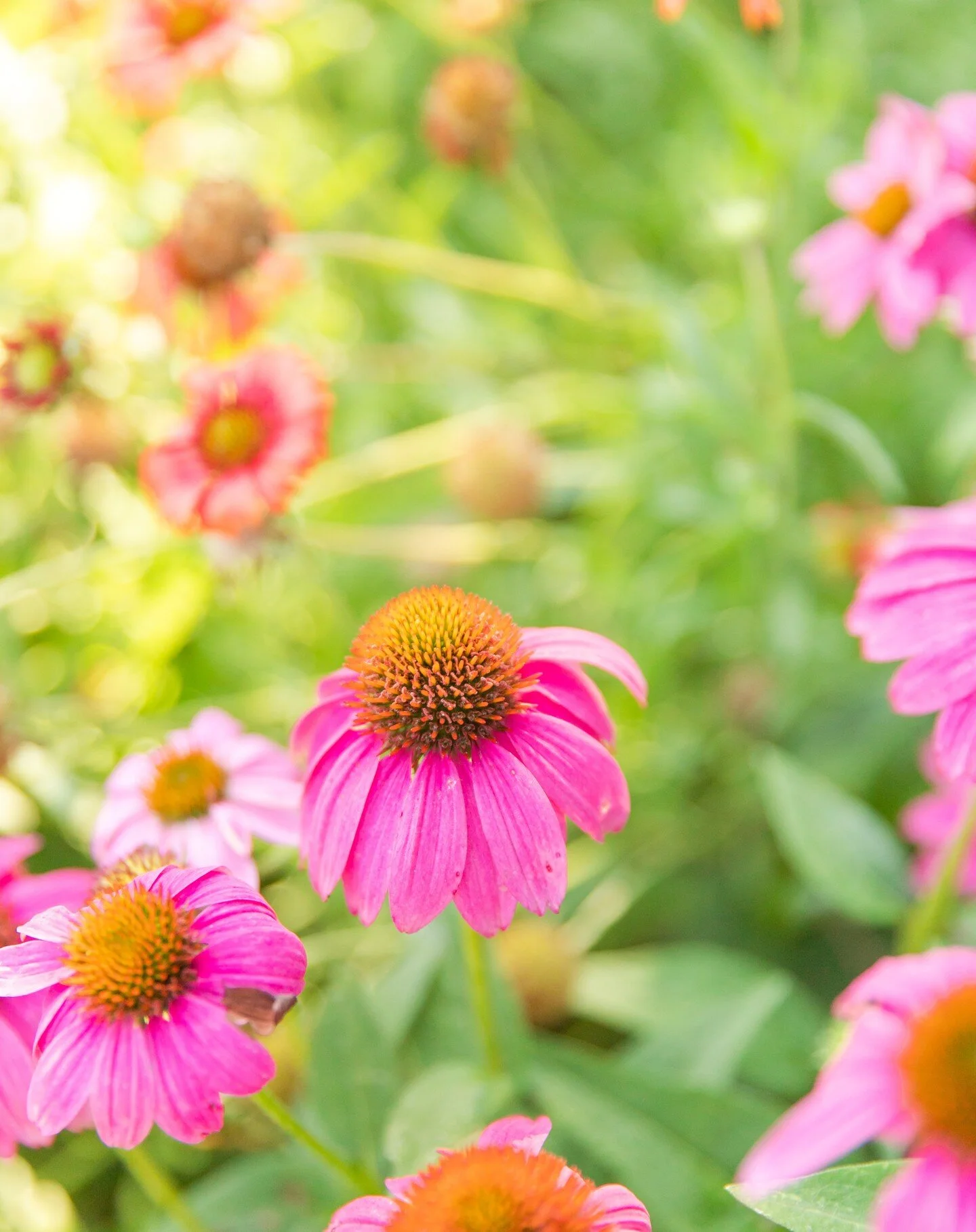 I'm anticipating Spring over here! Super excited all the blossoms are slowly coming out down here in the south. But we still have quite a while for full blooms! I love the in-between winter and spring. It's perfect Weather to go outside and play. I l