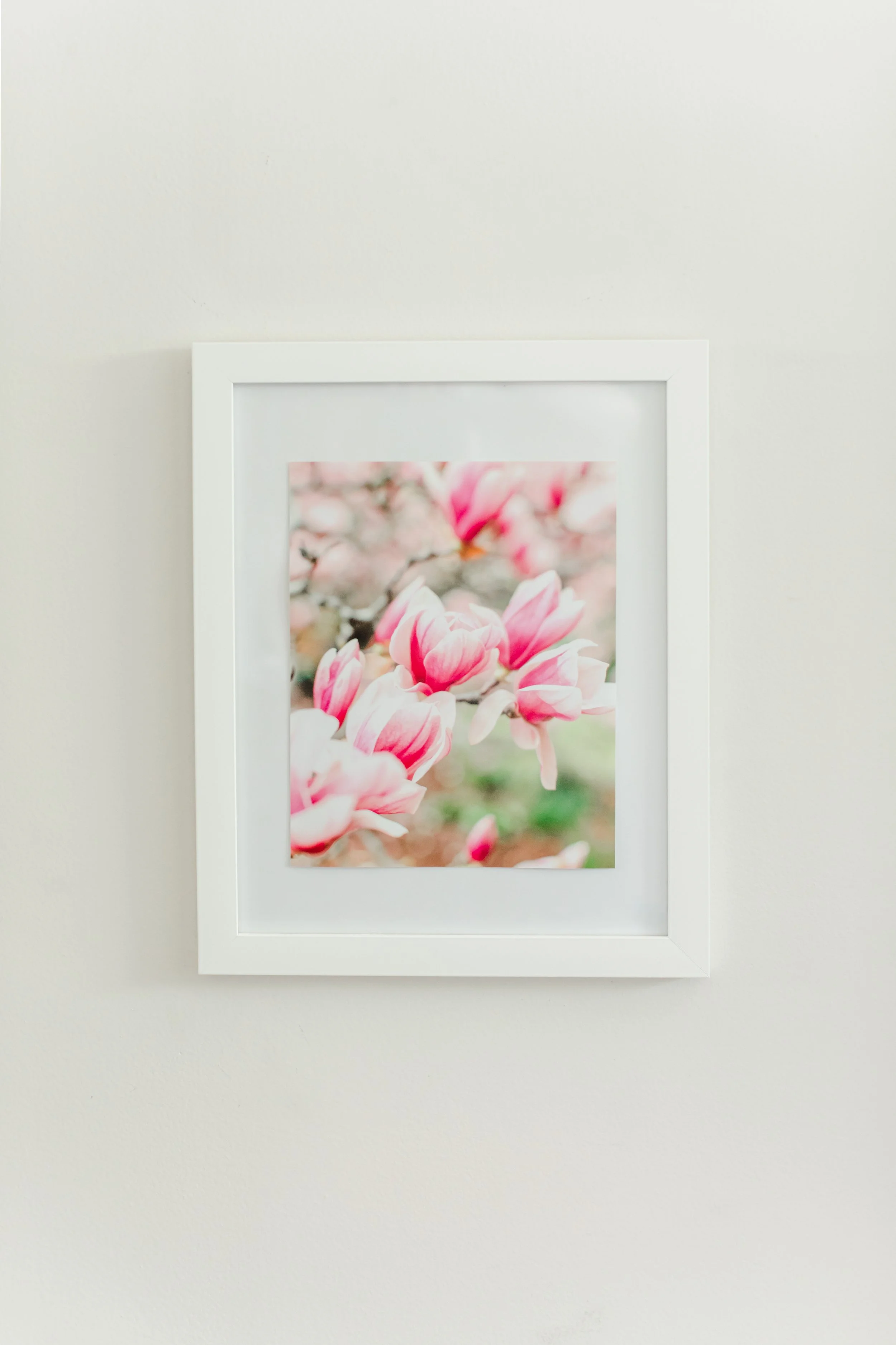 Magnolia Blooms: The D.C. Collection