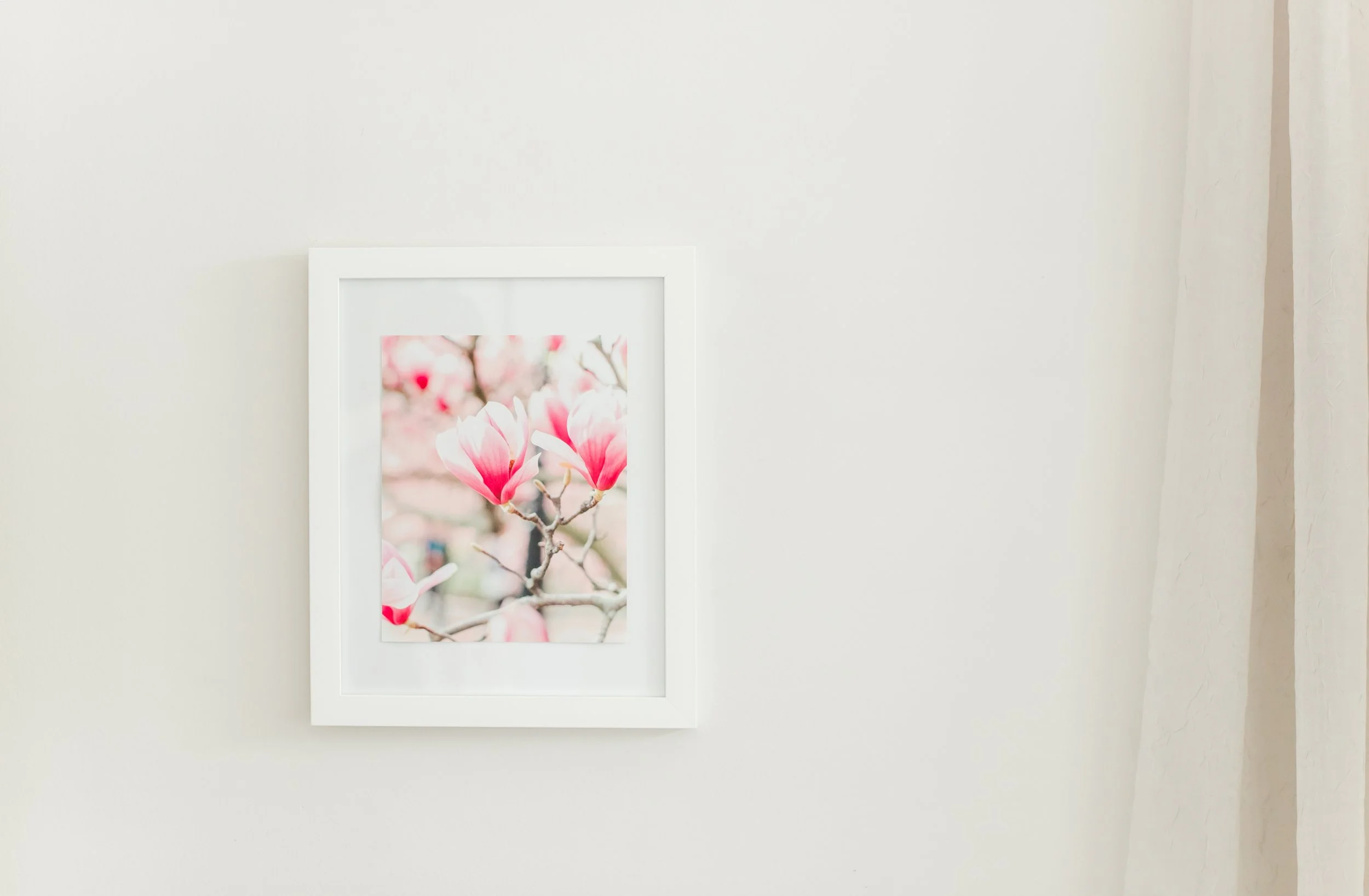 Magnolia at the Smithsonian:
The D.C. Collection