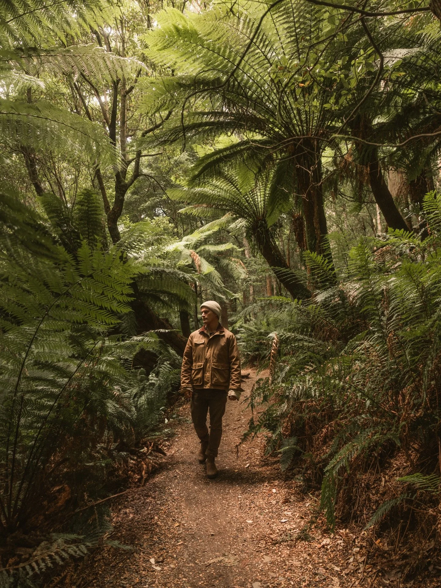 &bull; Forever chasing greens 𐡚 I&rsquo;ve never come across such an abundance of ferns towering overhead. What a place 𖠘

#tasmania #roadtrip #outdoors #forest #travelcreator