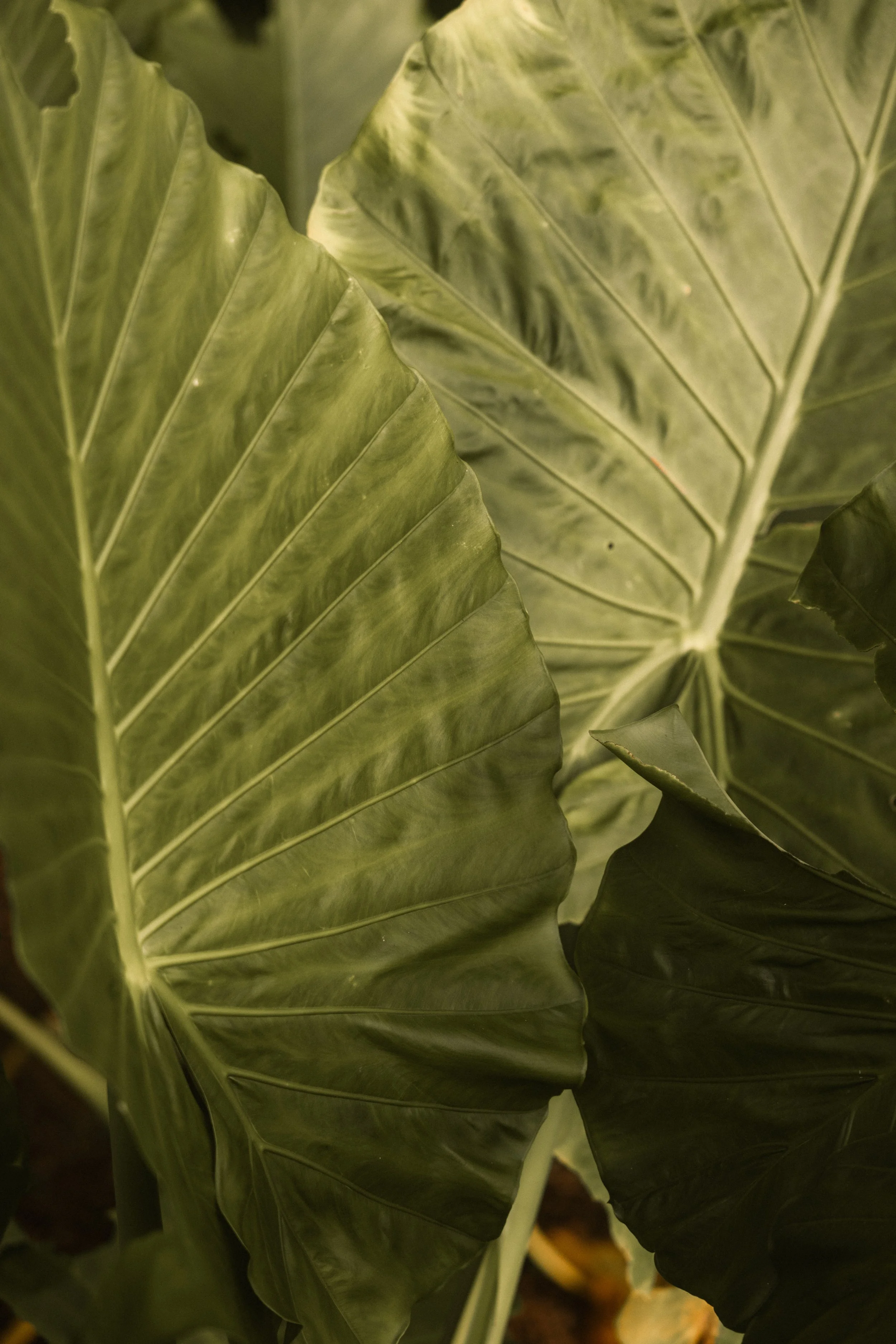 TOBIAS - March 27, 2026 04-16-20.jpg