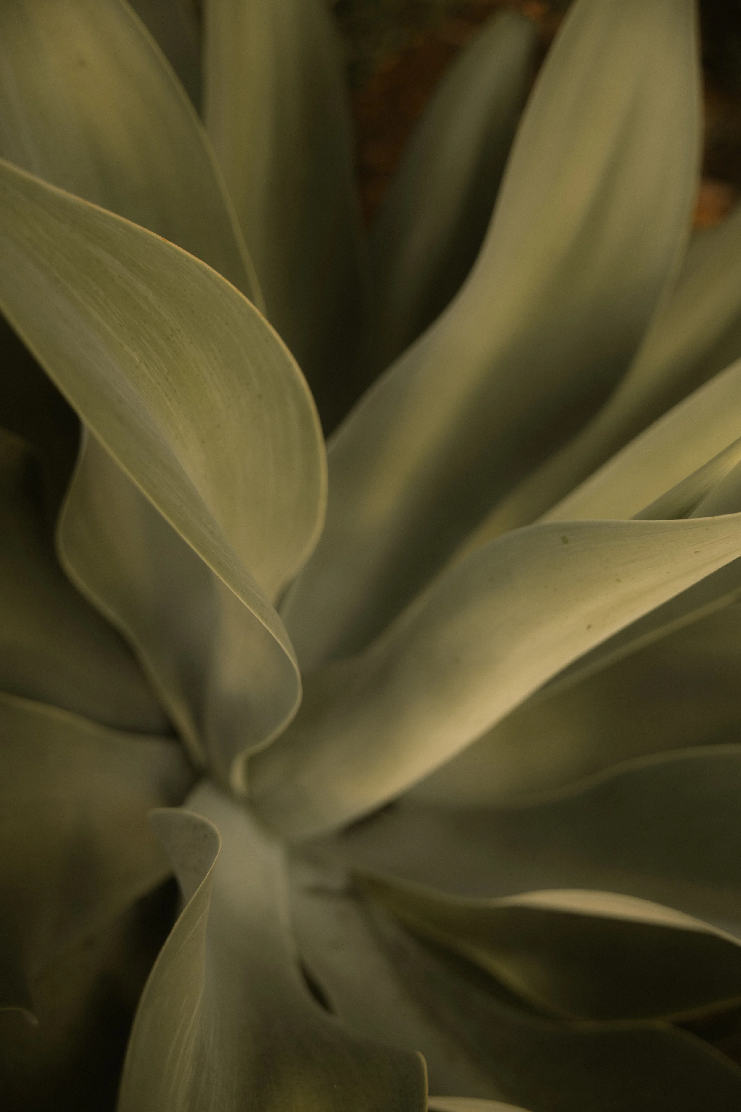 TOBIAS - March 27, 2026 04-14-54.jpg