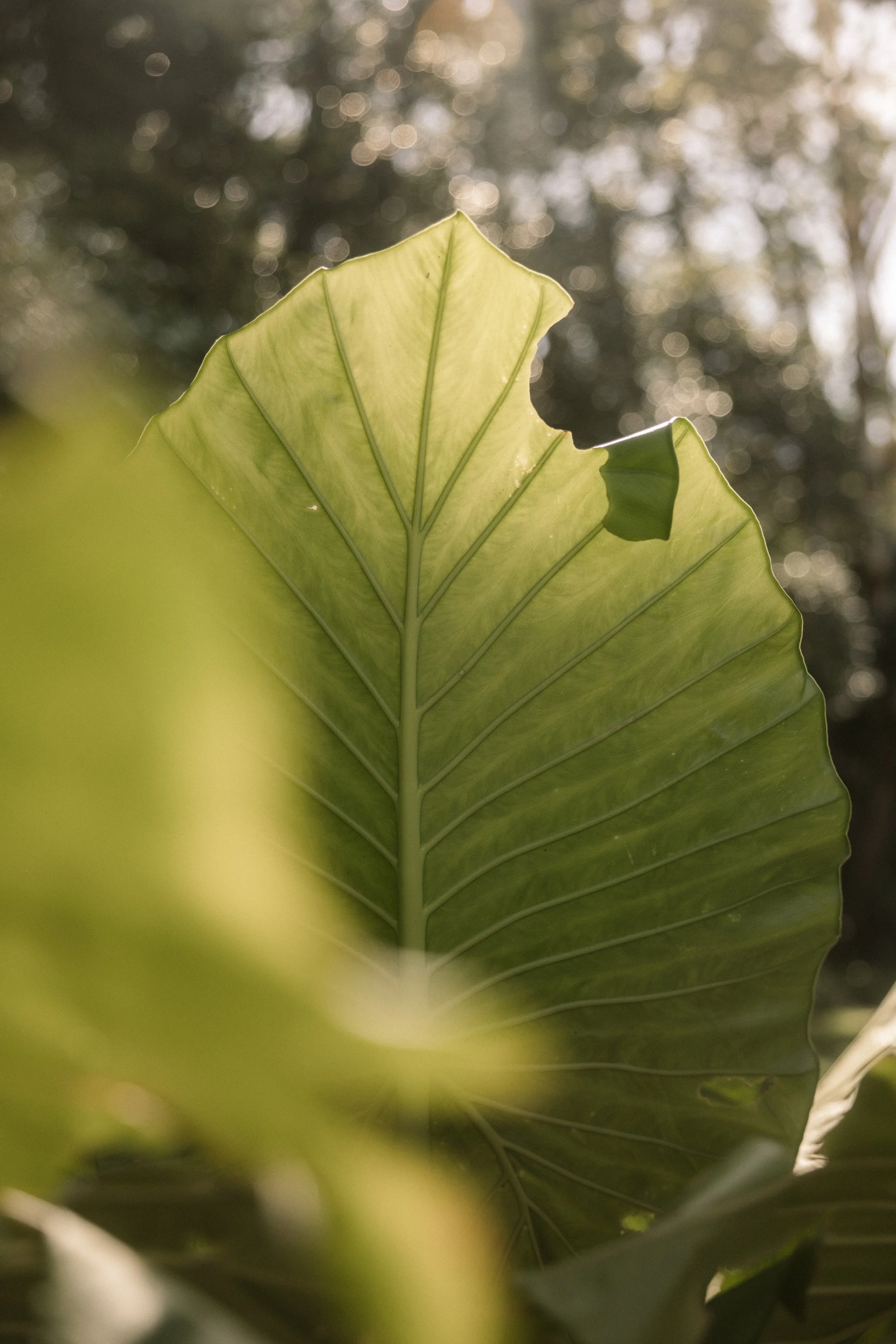 TOBIAS - March 27, 2026 12-14-36.jpg