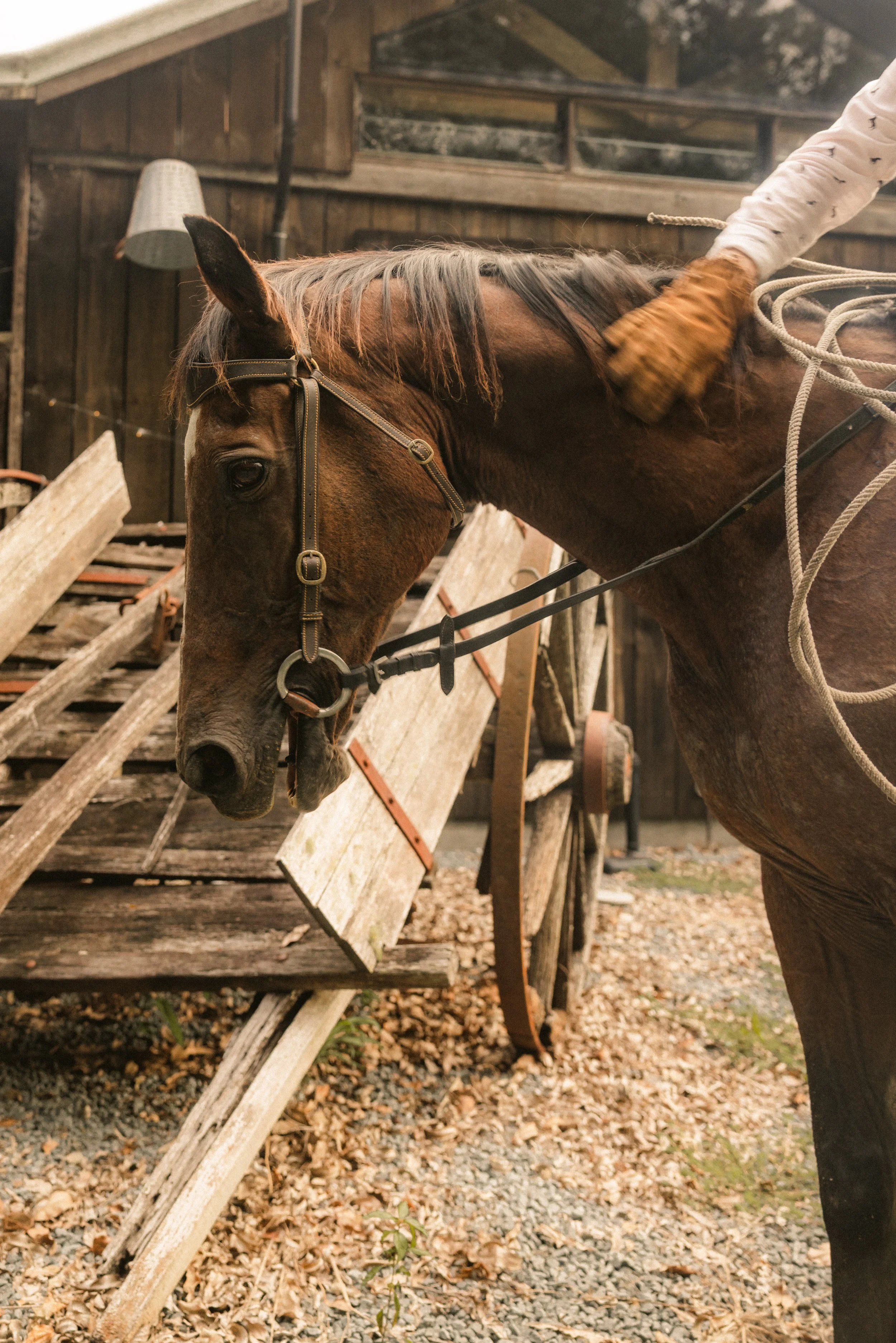 TOBIAS - March 15, 2026 15-01-51.jpg