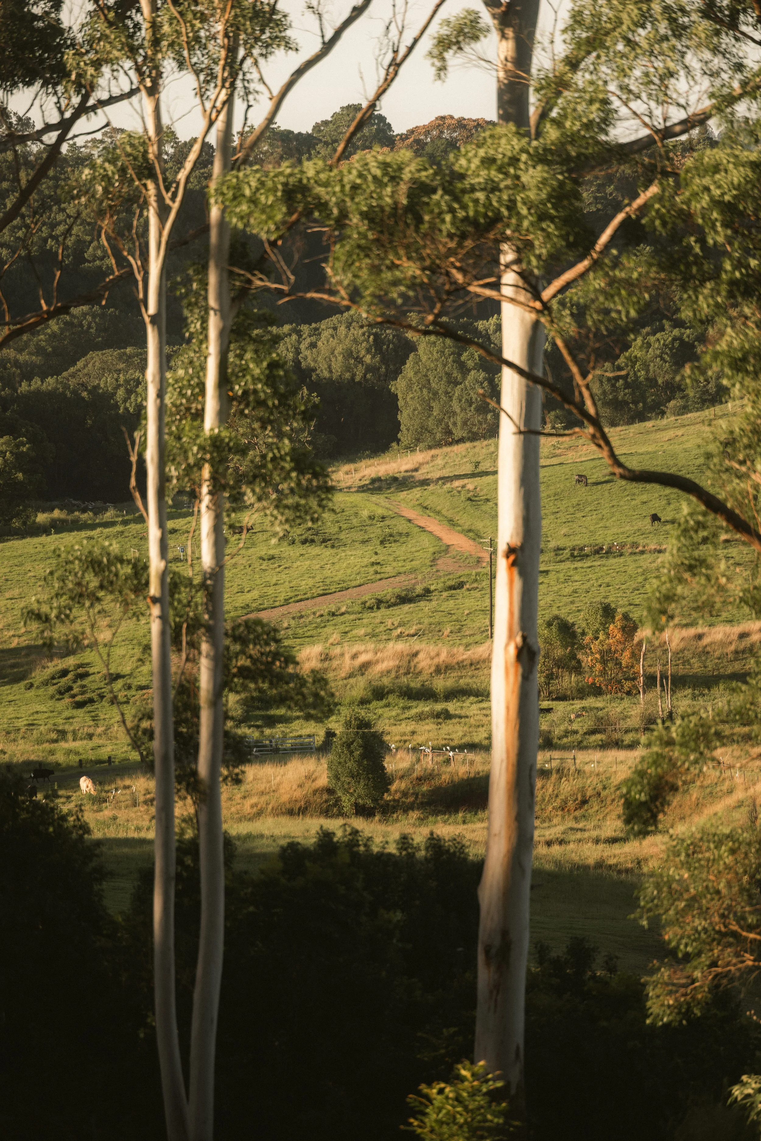 TOBIAS - March 27, 2026 14-59-39.jpg