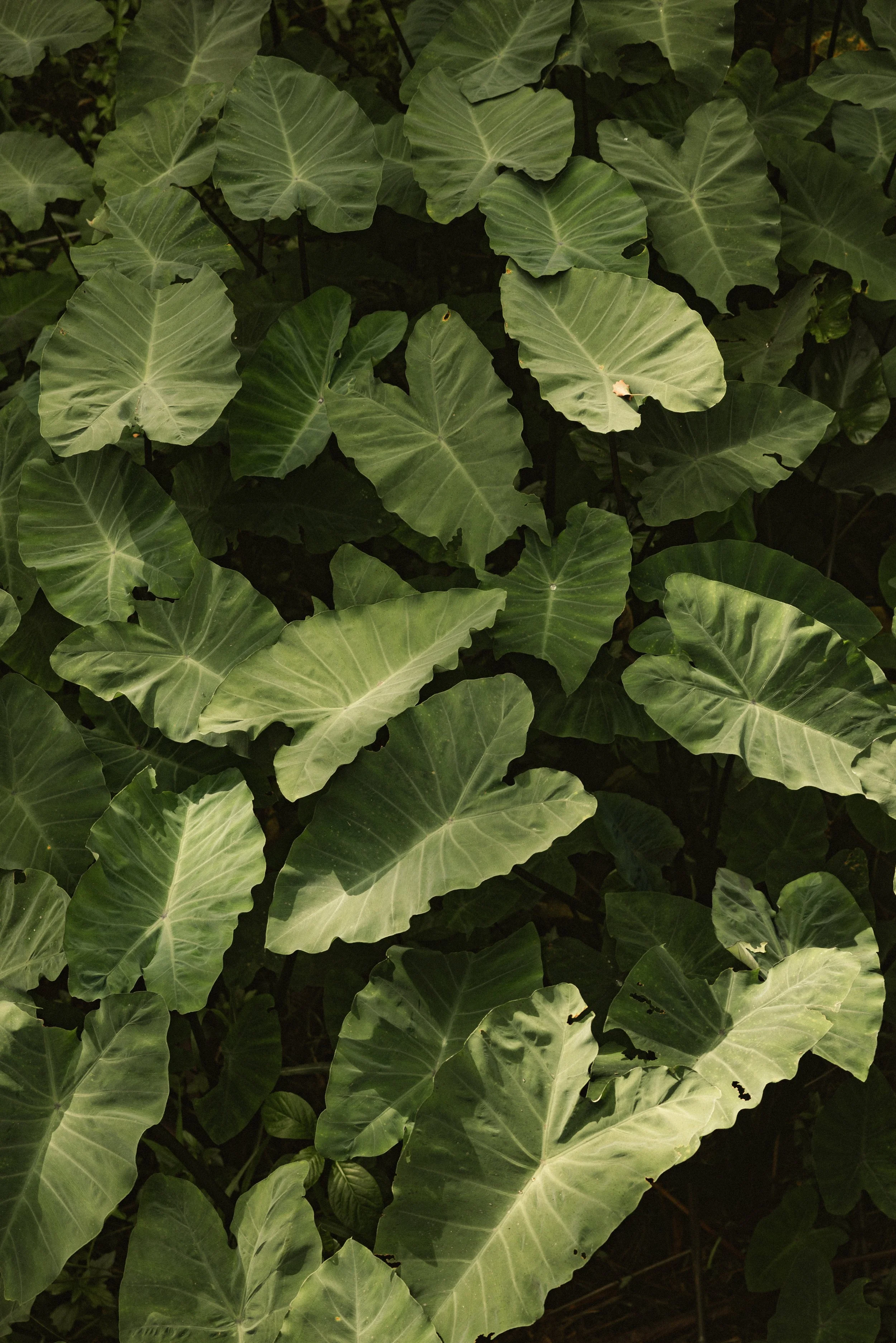 TOBIAS - March 18, 2026 13-37-41.jpg