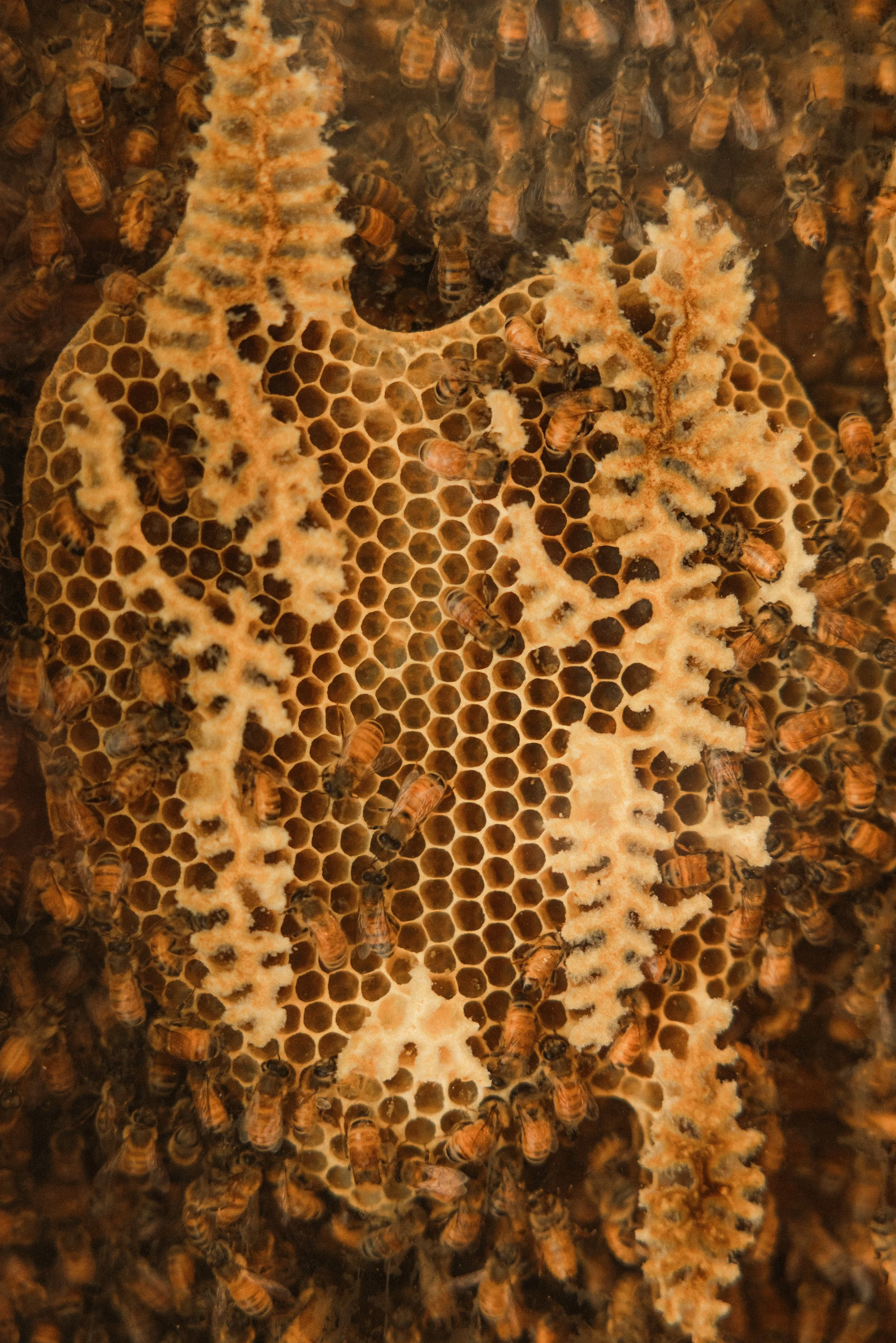 TOBIAS - January 12, 2026 09-42-17.jpg