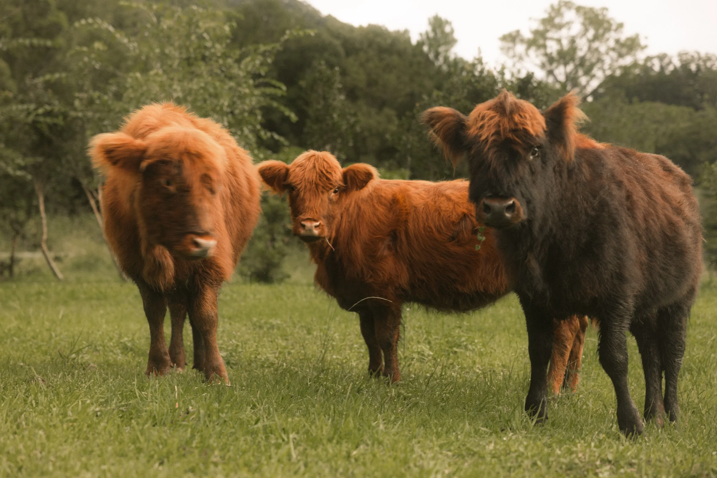 TOBIAS - March 15, 2026 15-11-08.jpg