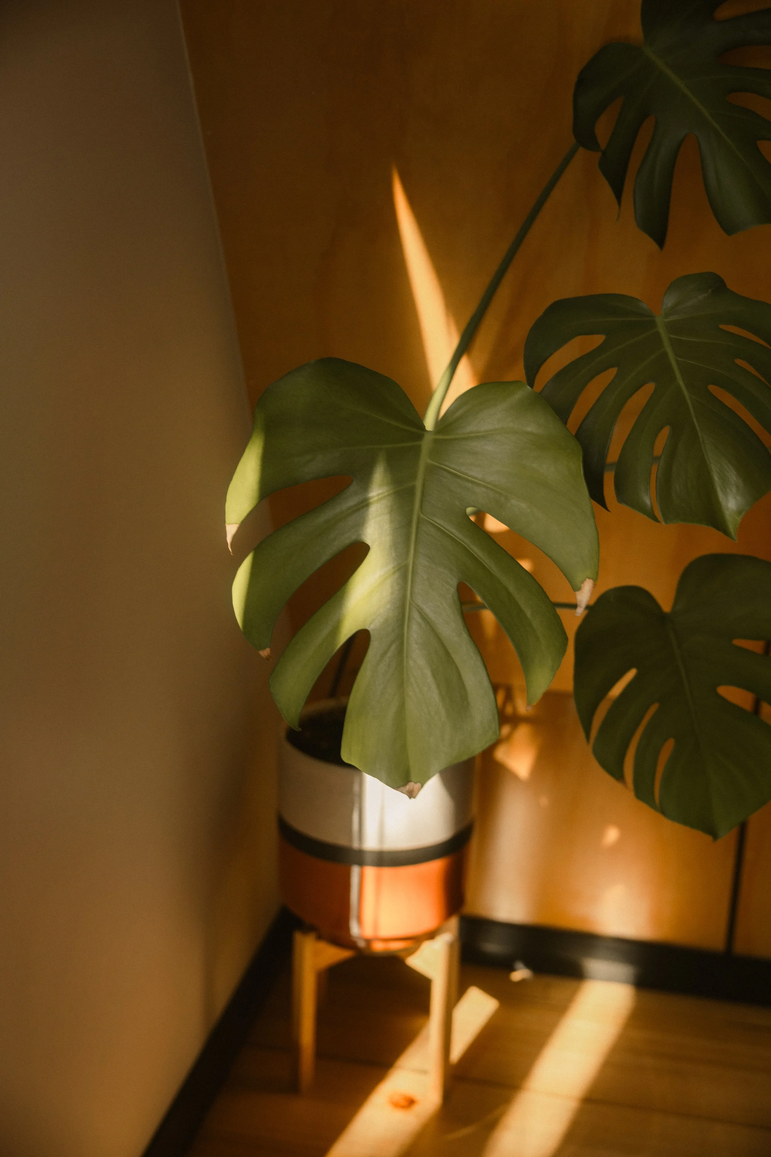 TOBIAS - January 13, 2026 06-24-10.jpg