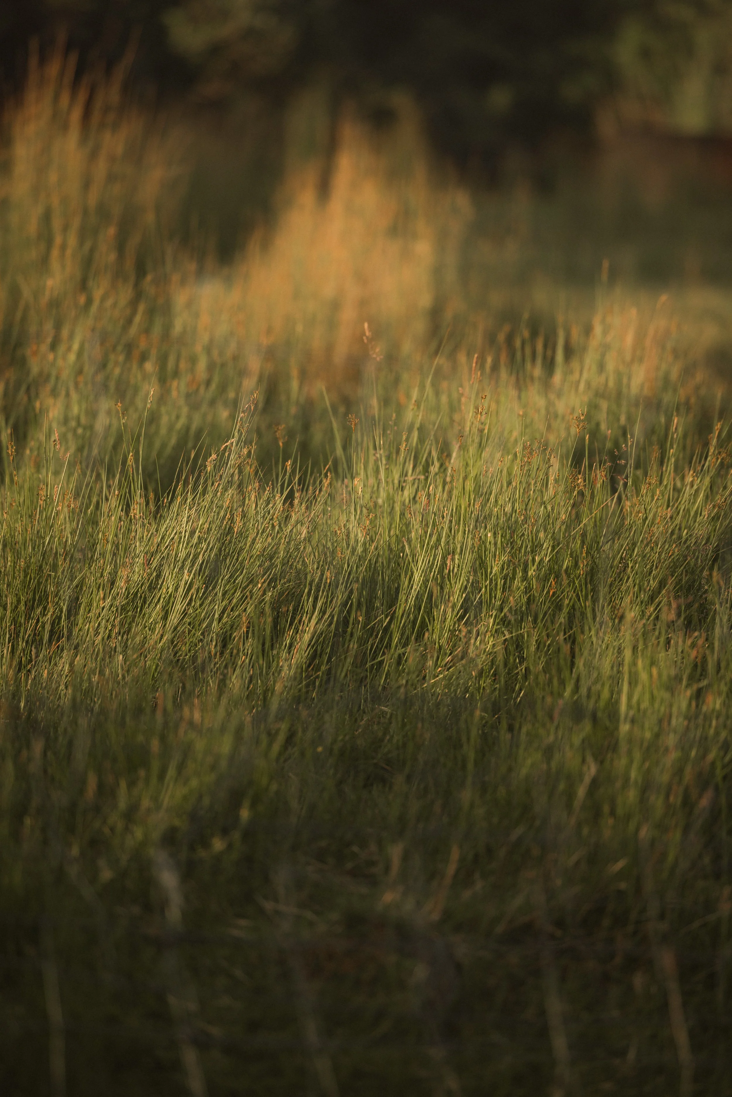 TOBIAS - January 06, 2026 17-07-33.jpg