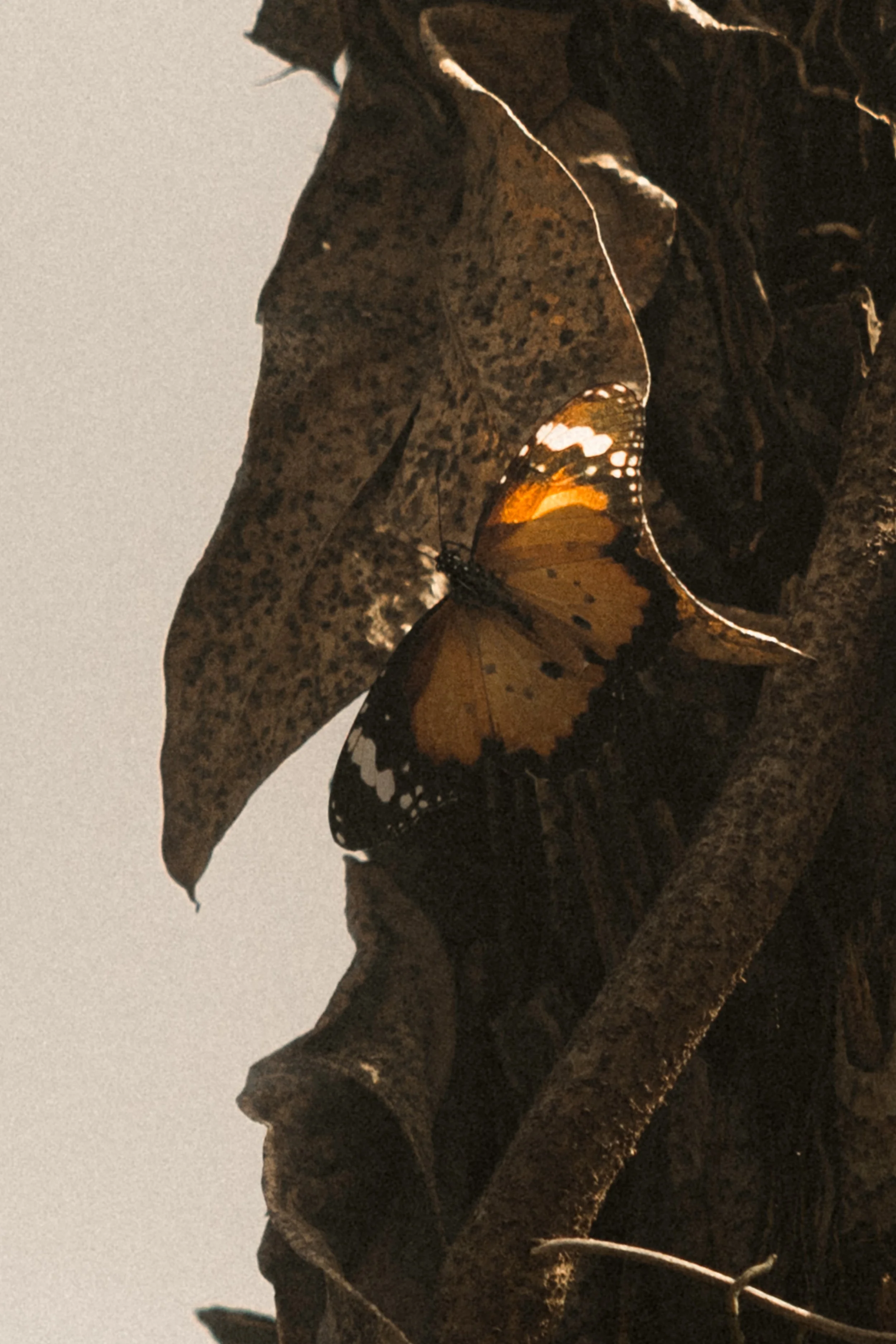 TOBIAS - March 21, 2026 07-56-55.jpg