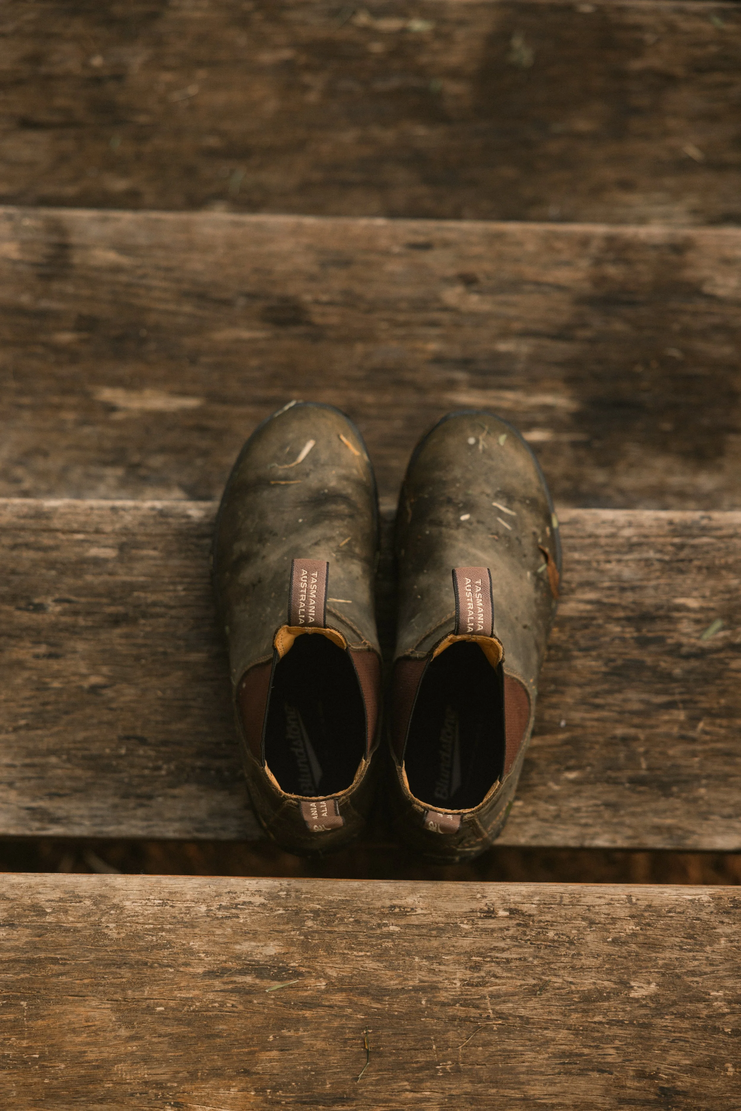 TOBIAS - March 22, 2026 06-10-01.jpg