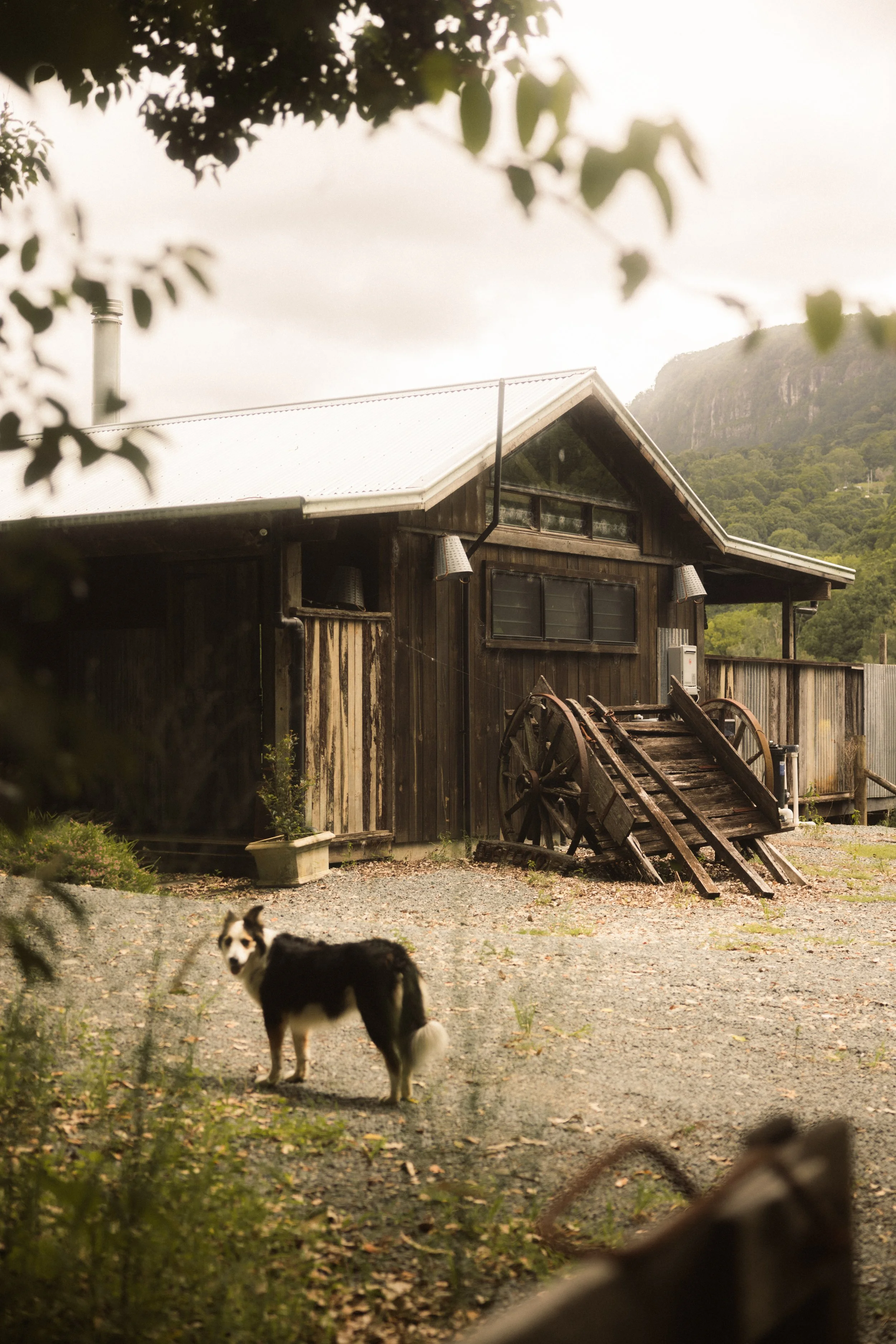 TOBIAS - March 16, 2026 11-14-43.jpg