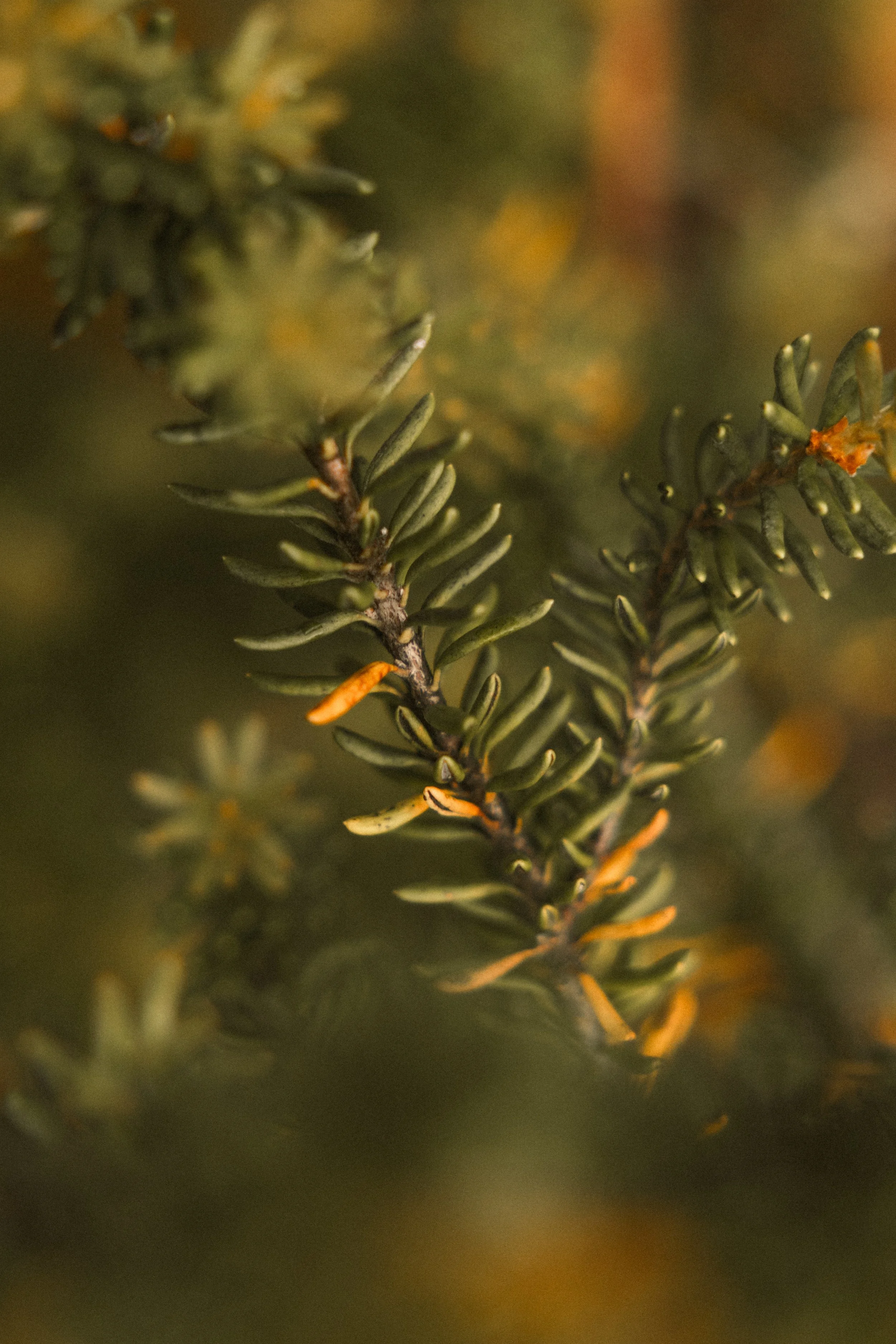 TOBIAS - January 09, 2026 11-33-53.jpg