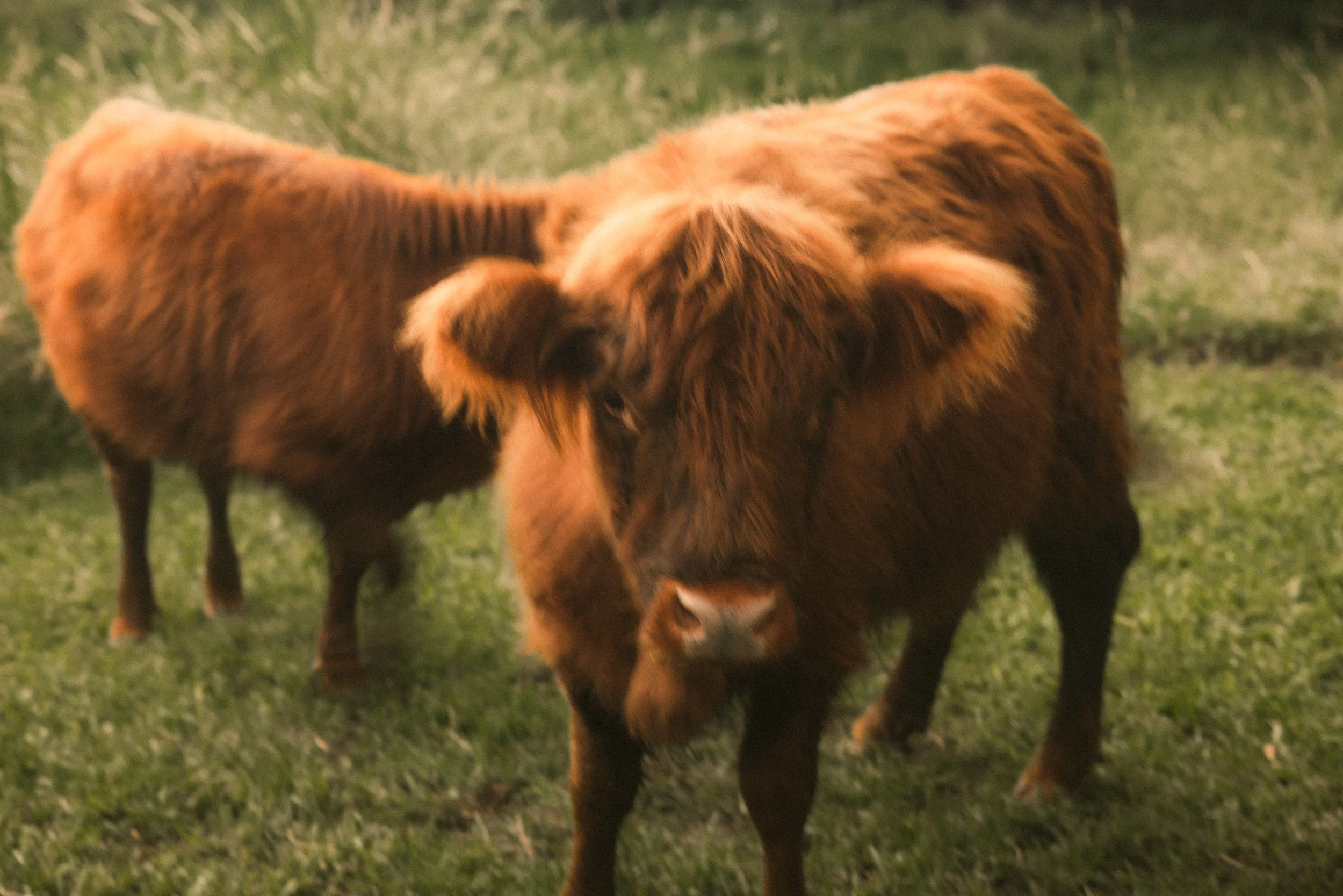 TOBIAS - March 17, 2026 15-10-24.jpg