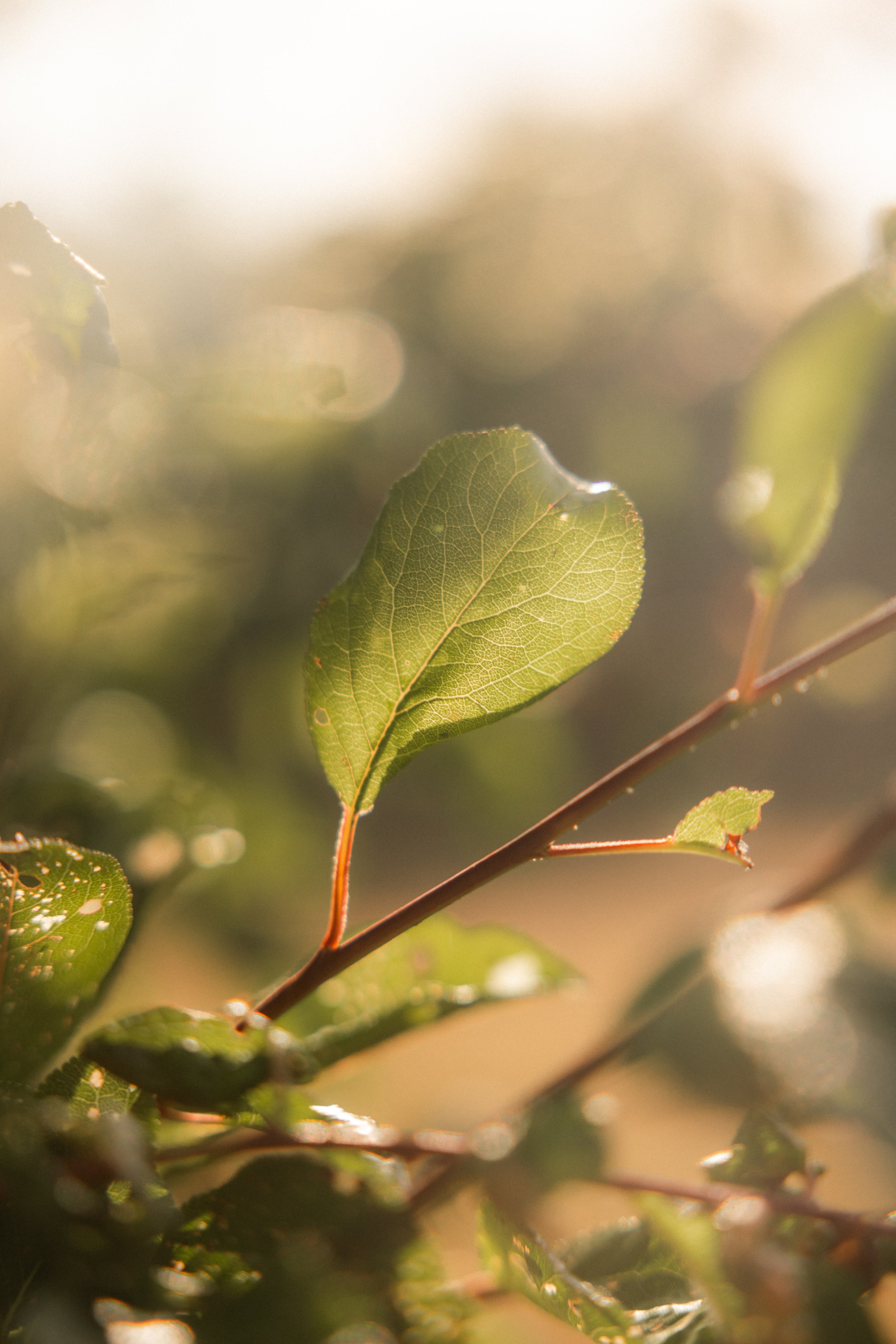 TOBIAS - January 12, 2026 16-09-44.jpg