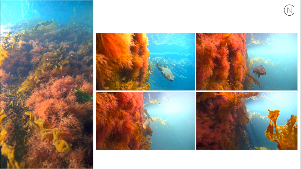 Marine habitat after six months