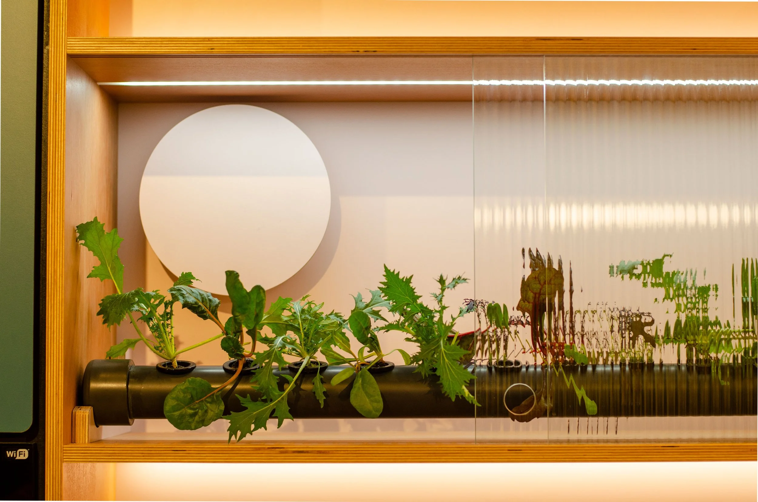 Kitchen Hydroponics
