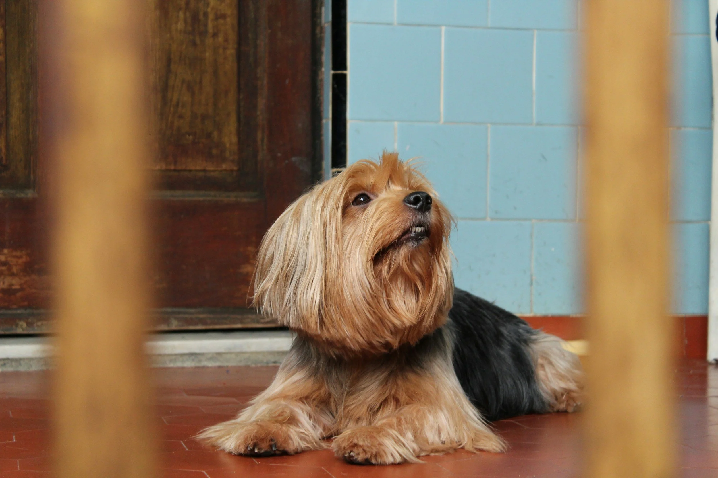 Local Artist Wanted: Bring a Beloved Pet to Life (On a Larger-Than-Life Canvas)