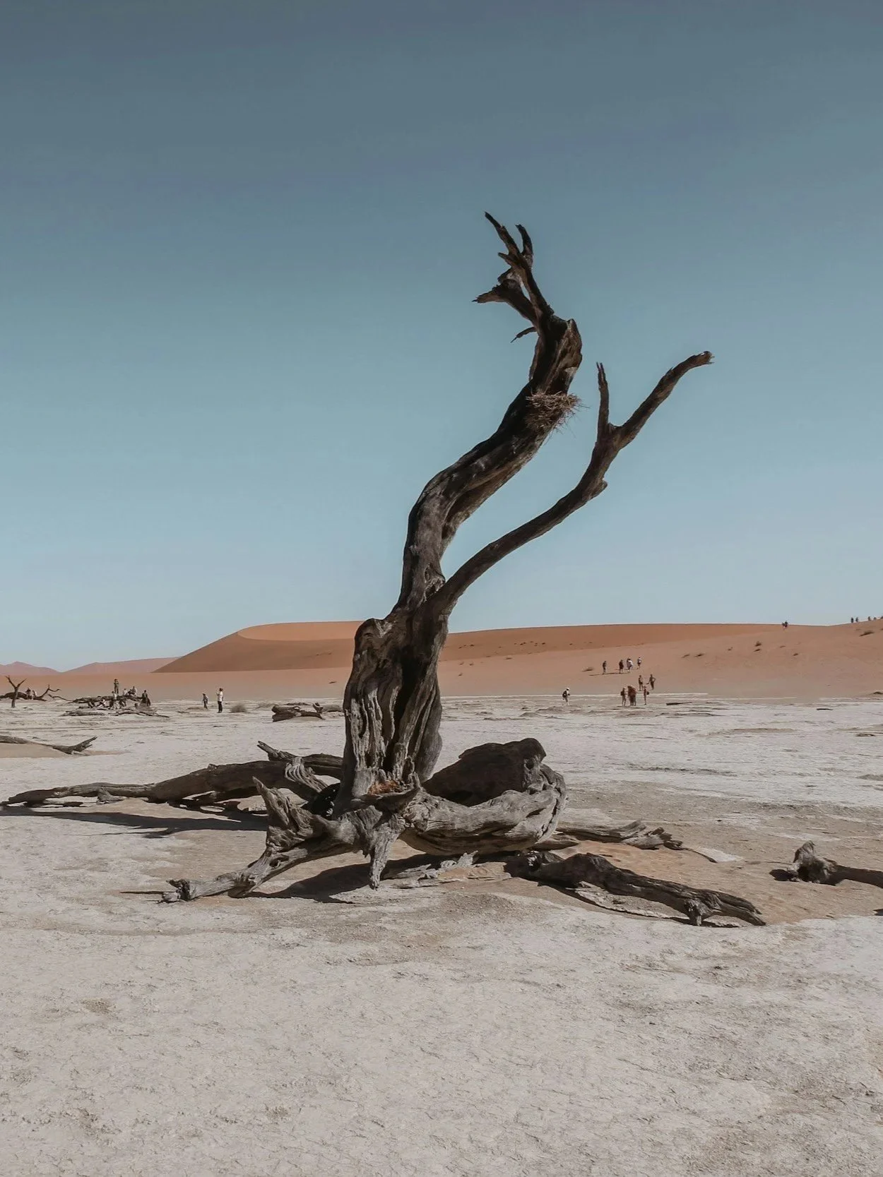 Looking for unwanted dead tree branches