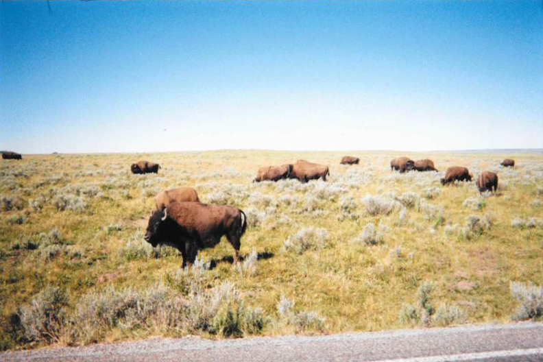Buffalo IG.png