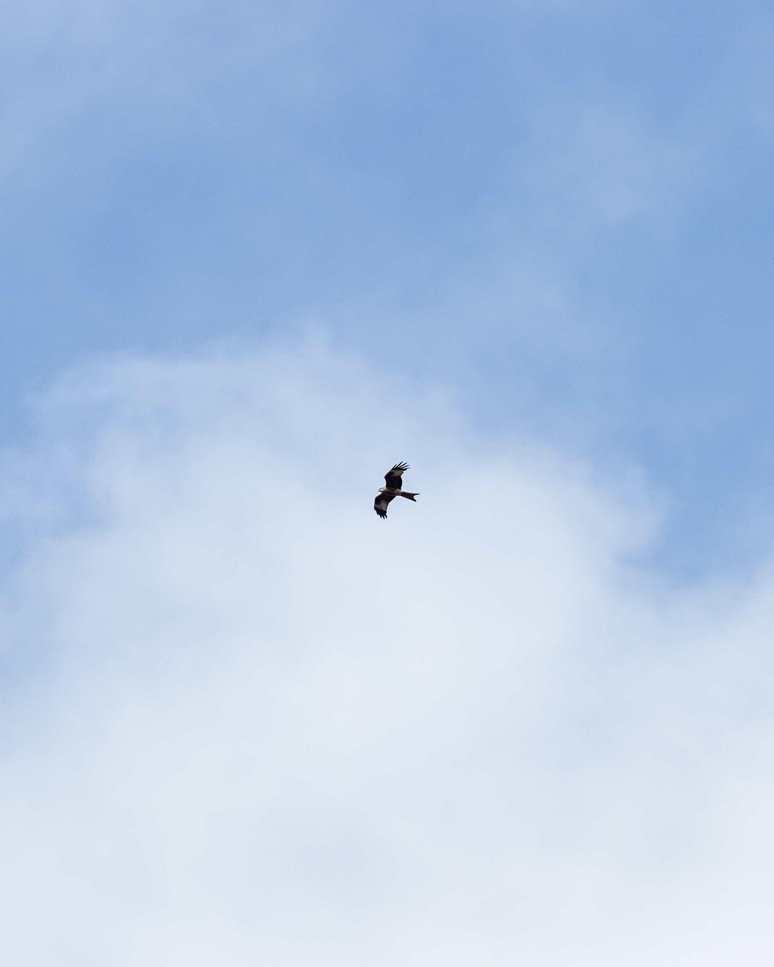 Red Kite 1st Edit (1 of 1).jpg