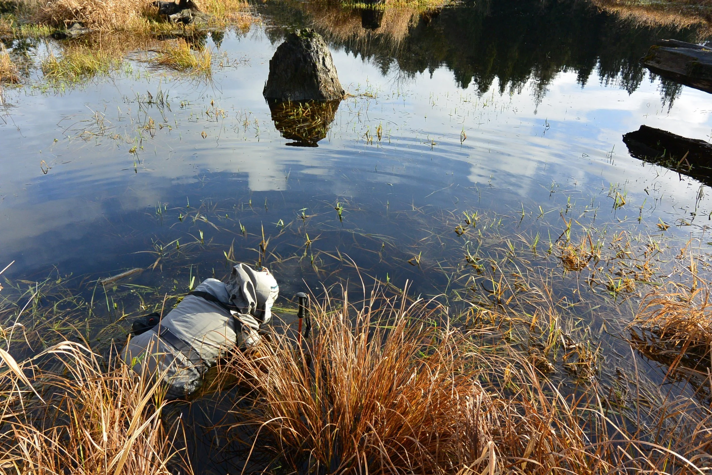 Genomics Tools for Environmental AIV Surveillance
