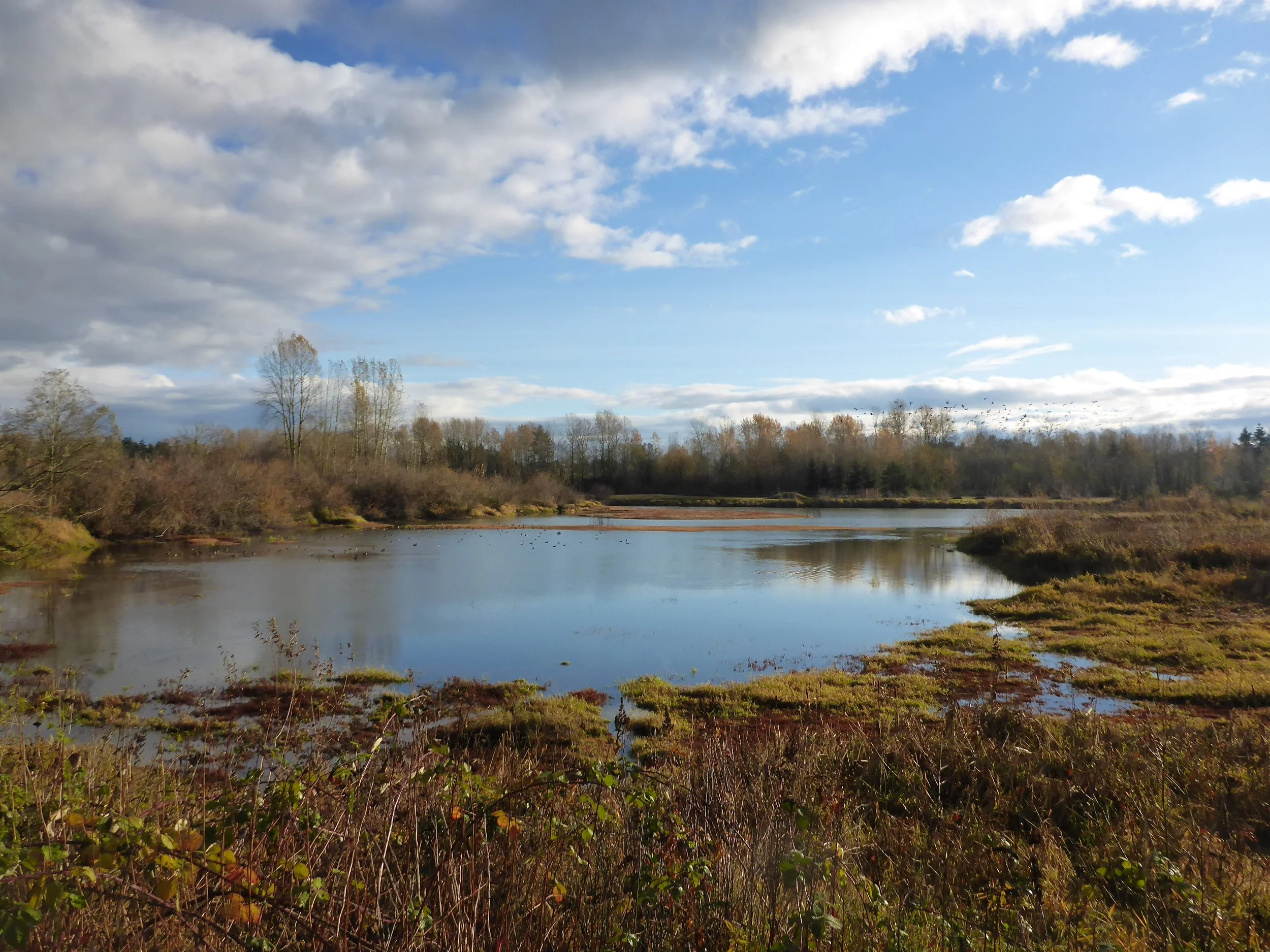Environmental AIV Surveillance Review