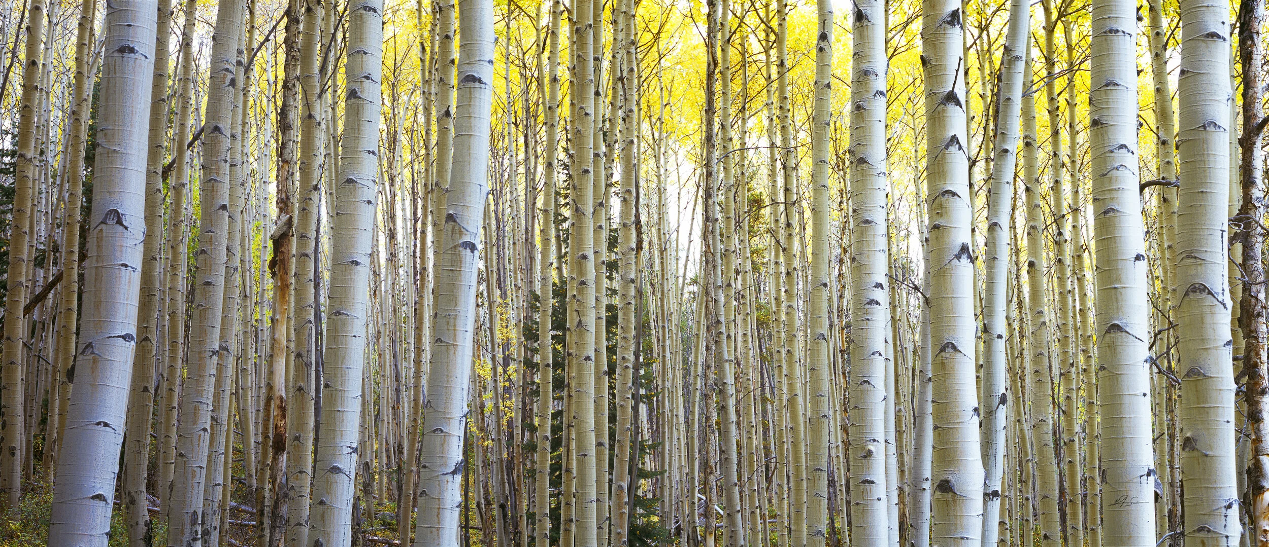 aaronsvenby-aspens.JPG