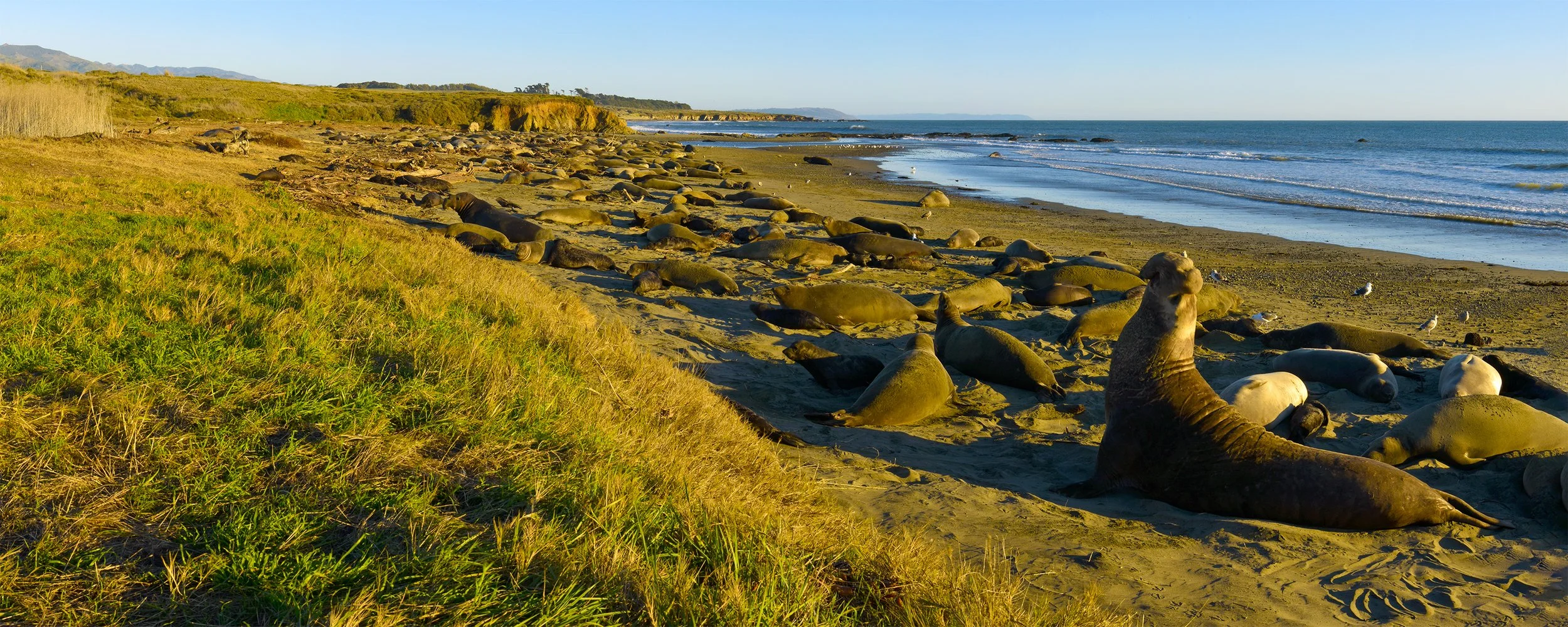 Elephant seals resting at the Piedras Blancas rookery along California’s Central Coast.