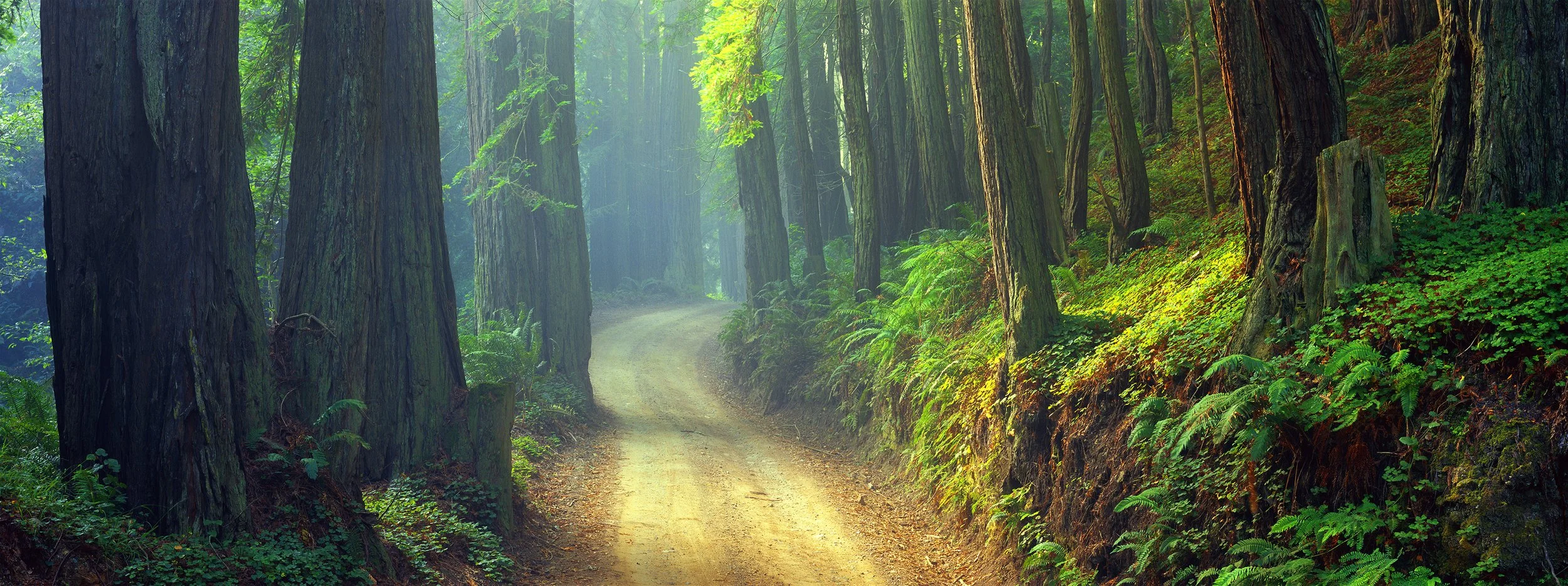 A trail winding through coastal California redwoods and ferns in filtered sunlight.