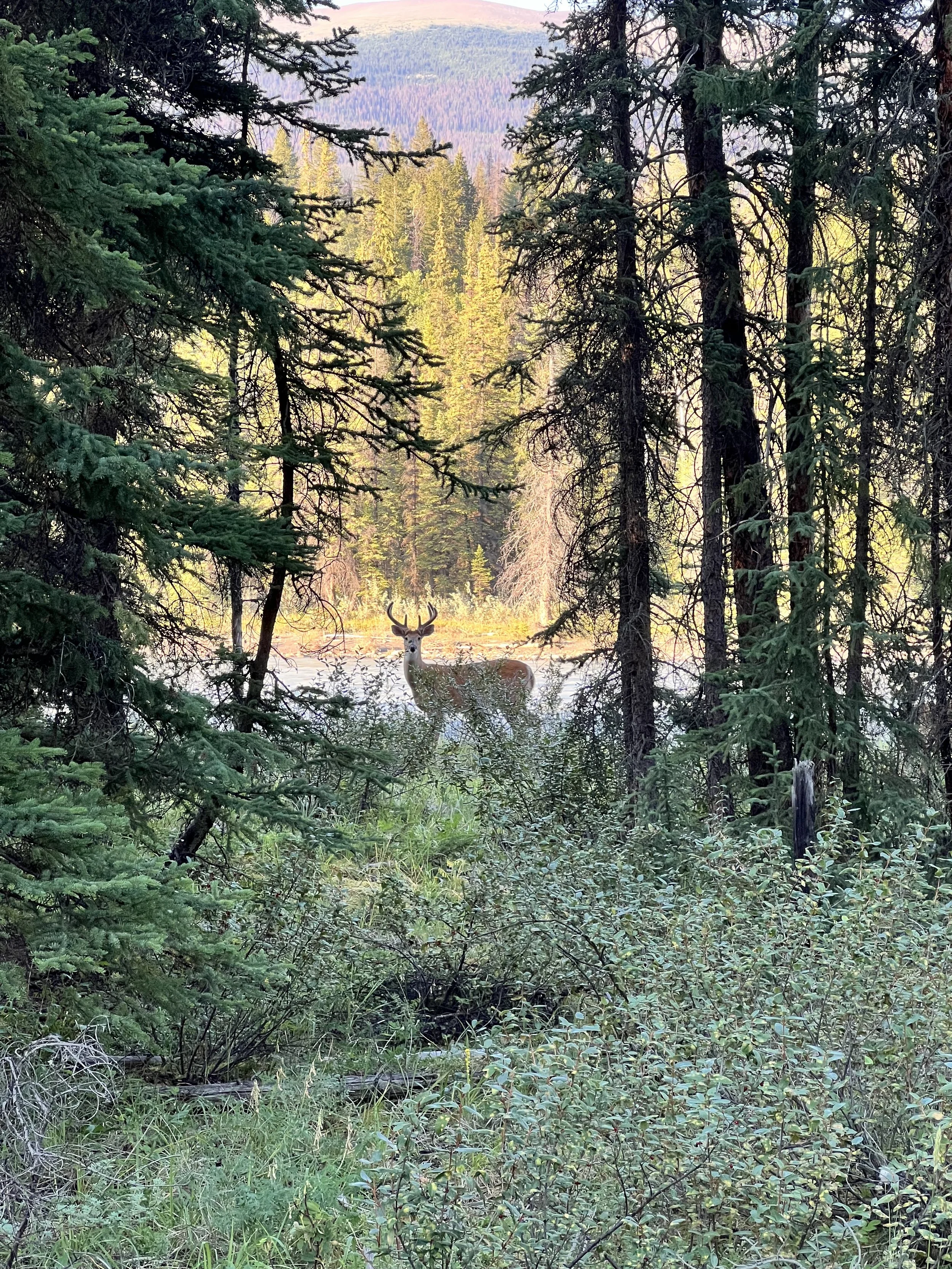IMG_1282.jpeg