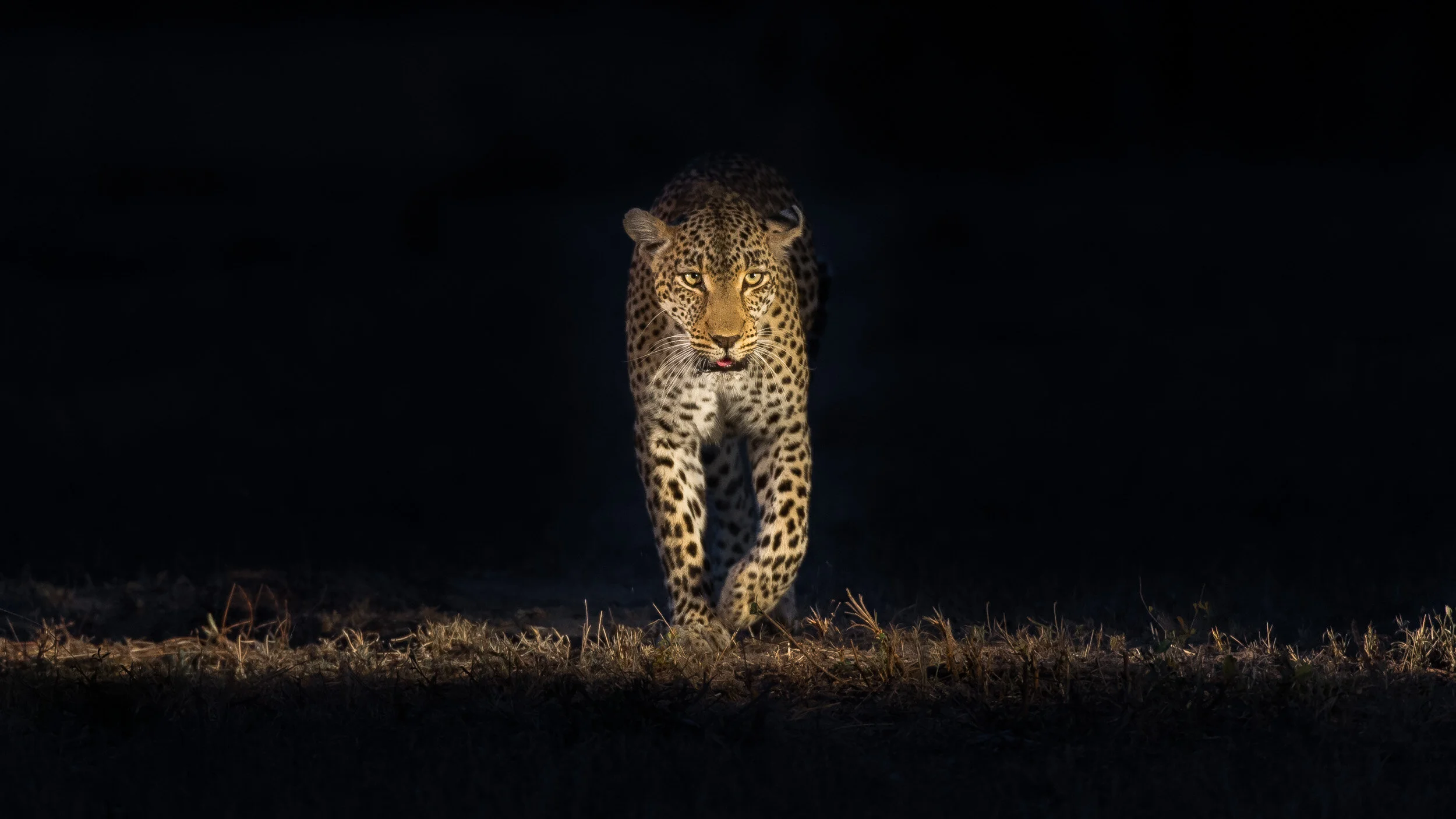 BrendonCremer_20150410-_D3S0449.jpg