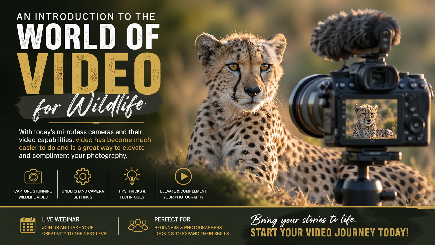 Explore Video For Wildlife