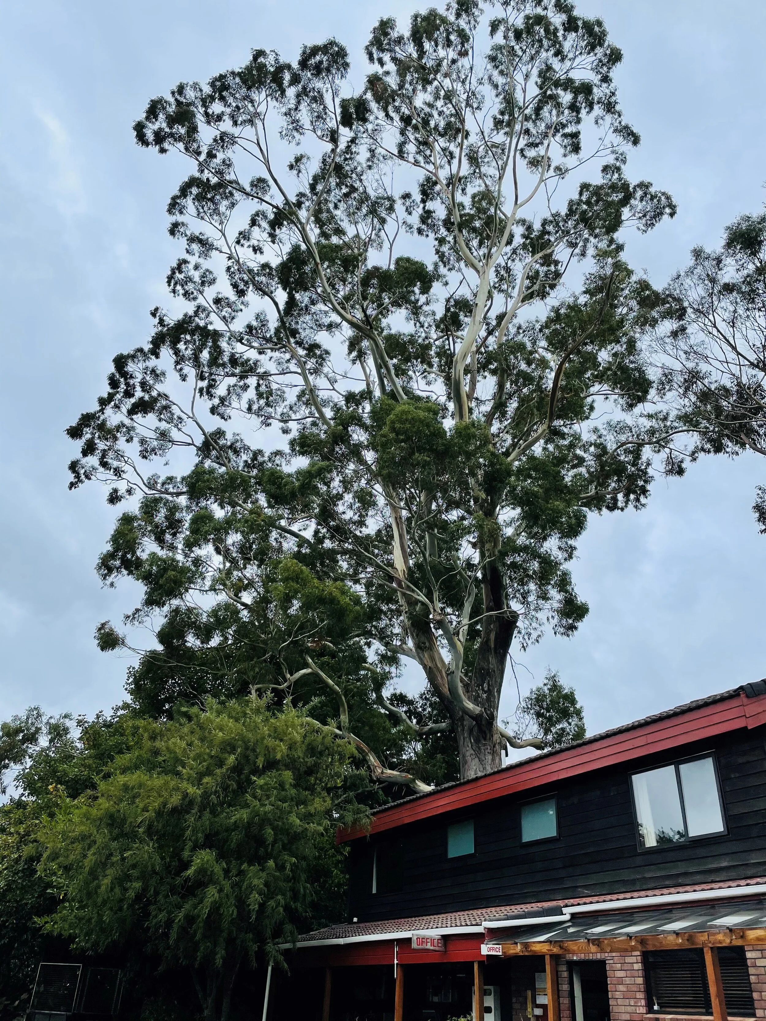 George-The Ent