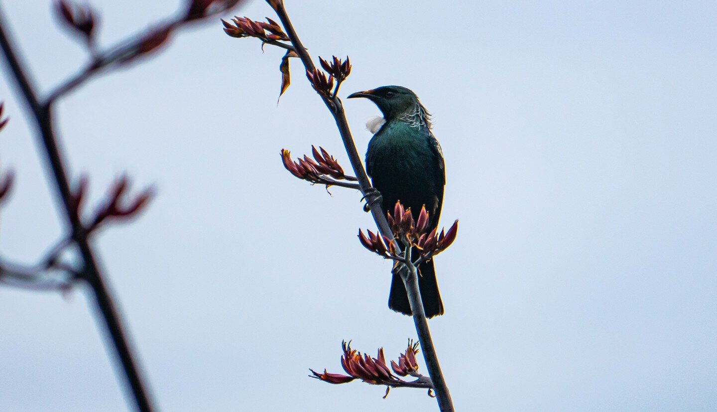 Time for a short break away from city life? Discover the natural beauty right here in Aotearoa. 

Find us at the-hobbit.co.nz 🌿