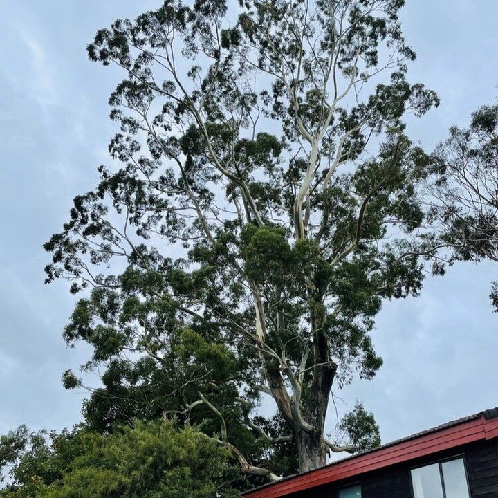 People have known Ohakune for the Big Carrot, but have you seen the giant next door yet? 🌳

He is our very own 150+years old and 4 storeys tall blue gum tree situated right here on the premises of The Hobbit&trade; Motorlodge. 

This tree has seen m