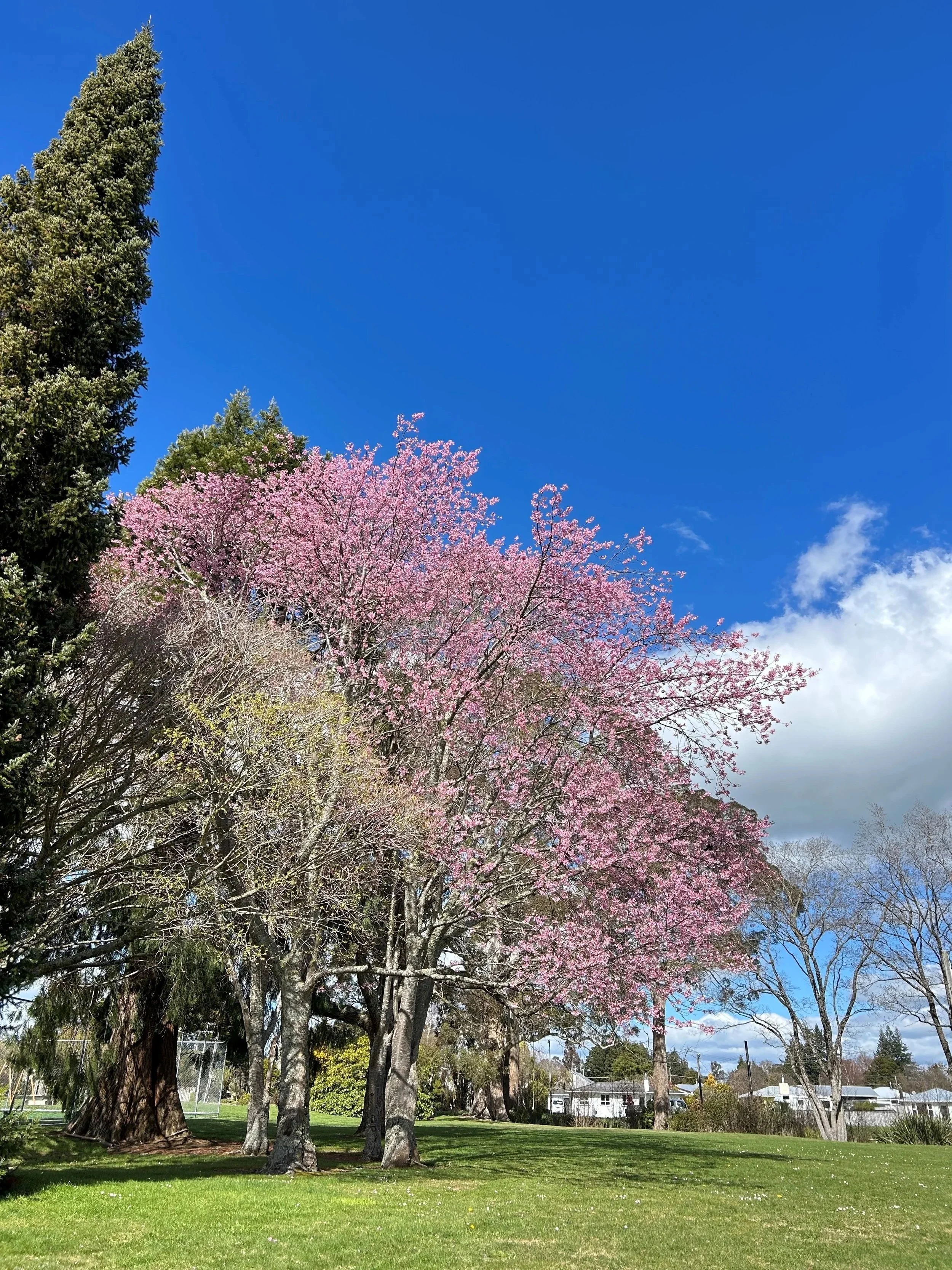 Spring in Ohakune: A Fresh Season