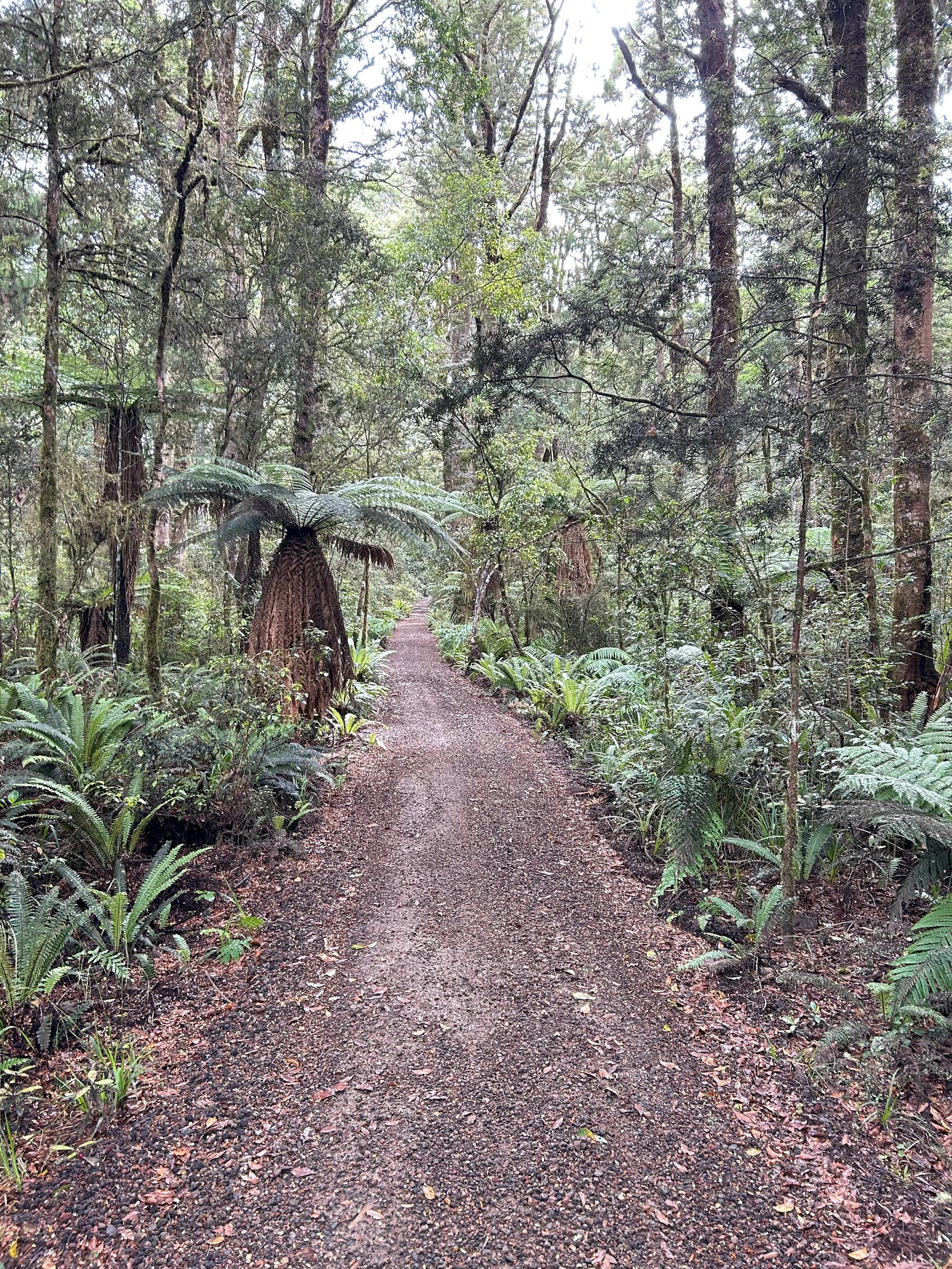 Native forest along the Mangawhero Forest walk near ohakune, Mt Ruapehu
