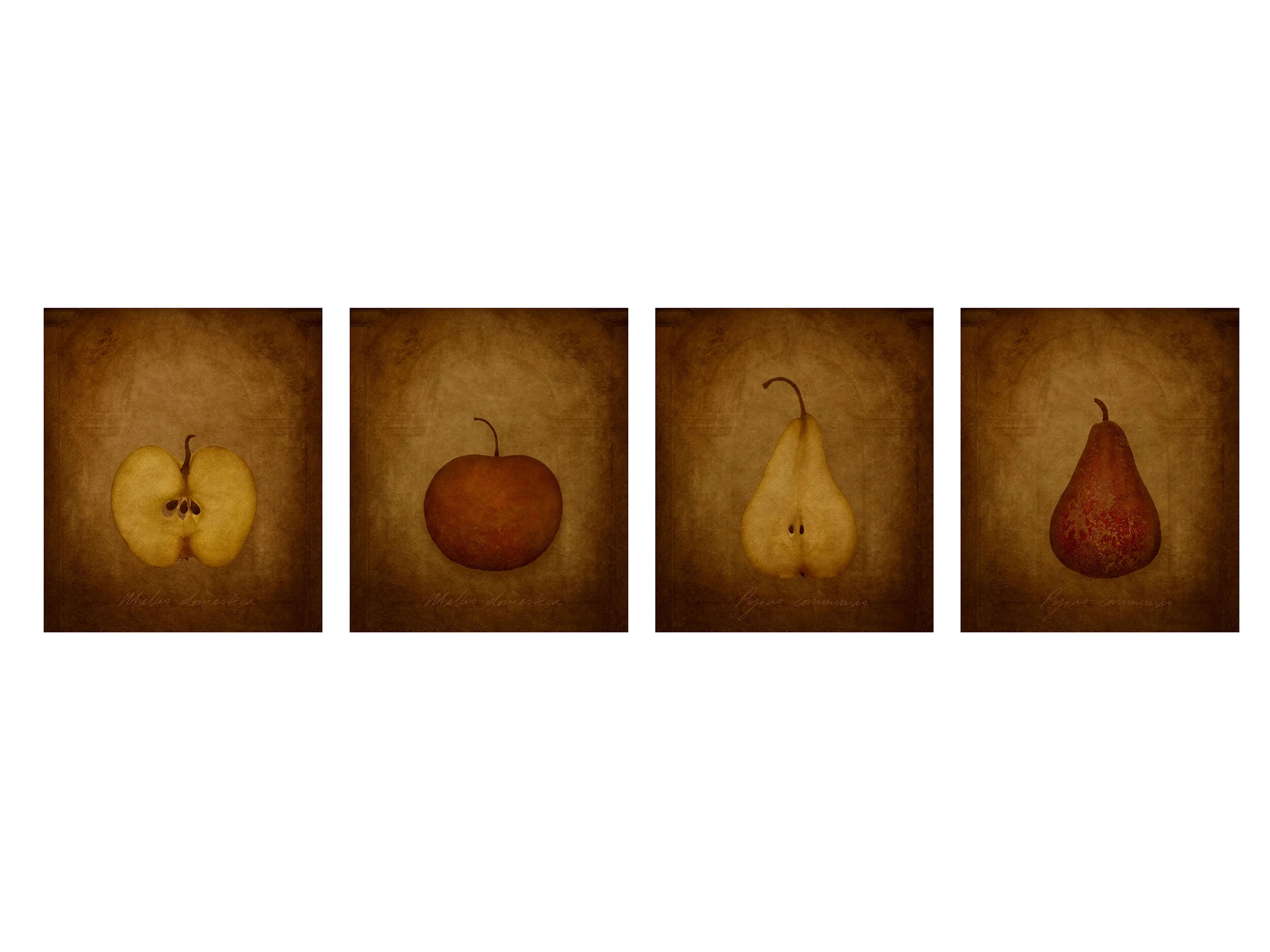 S T I L L  -  L I F E