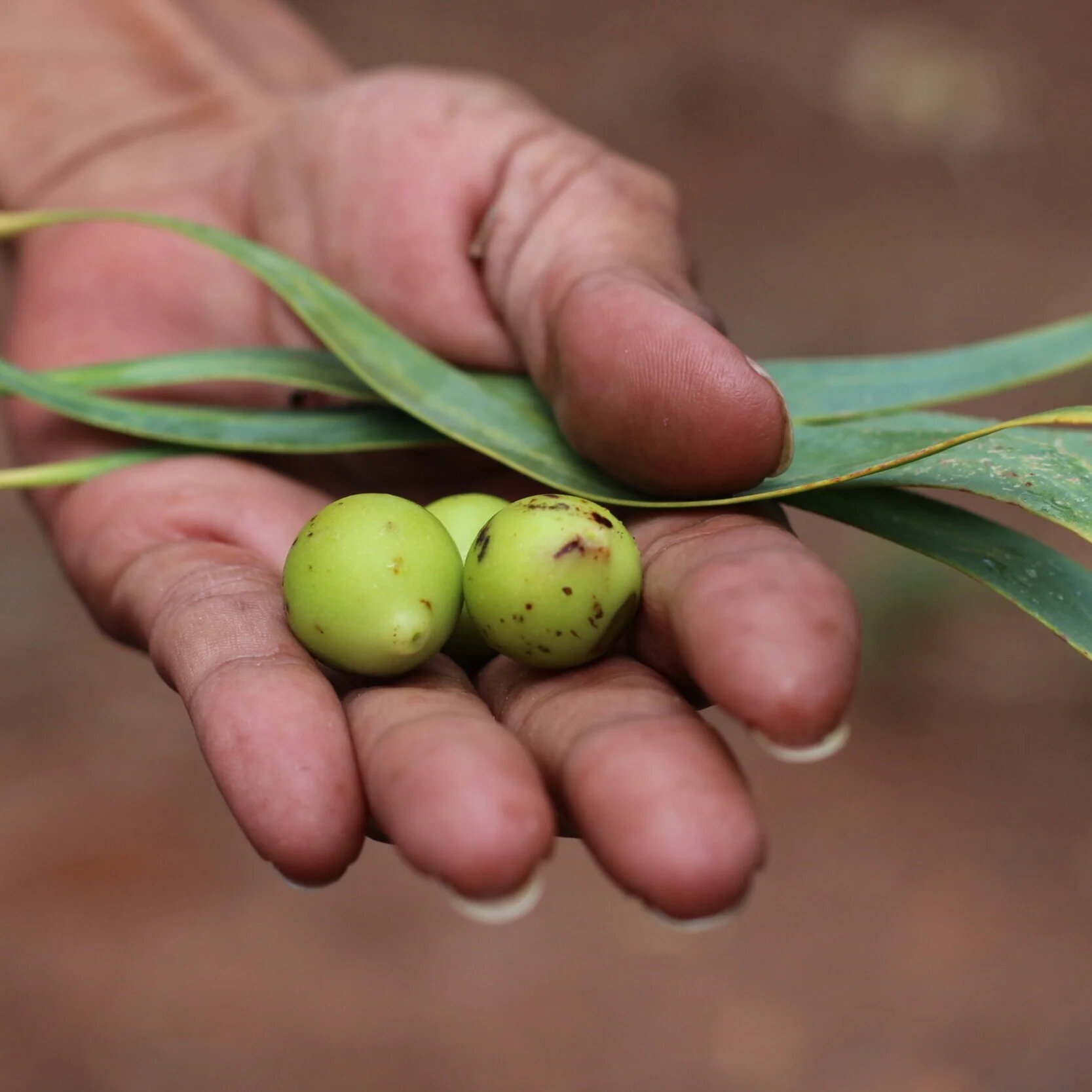Native+edible+plants