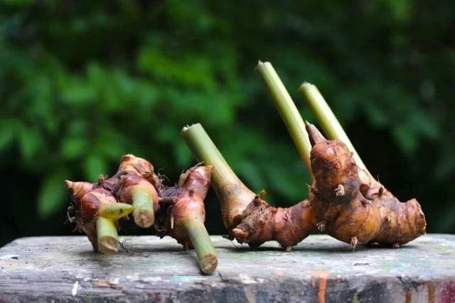 galangal.jpg