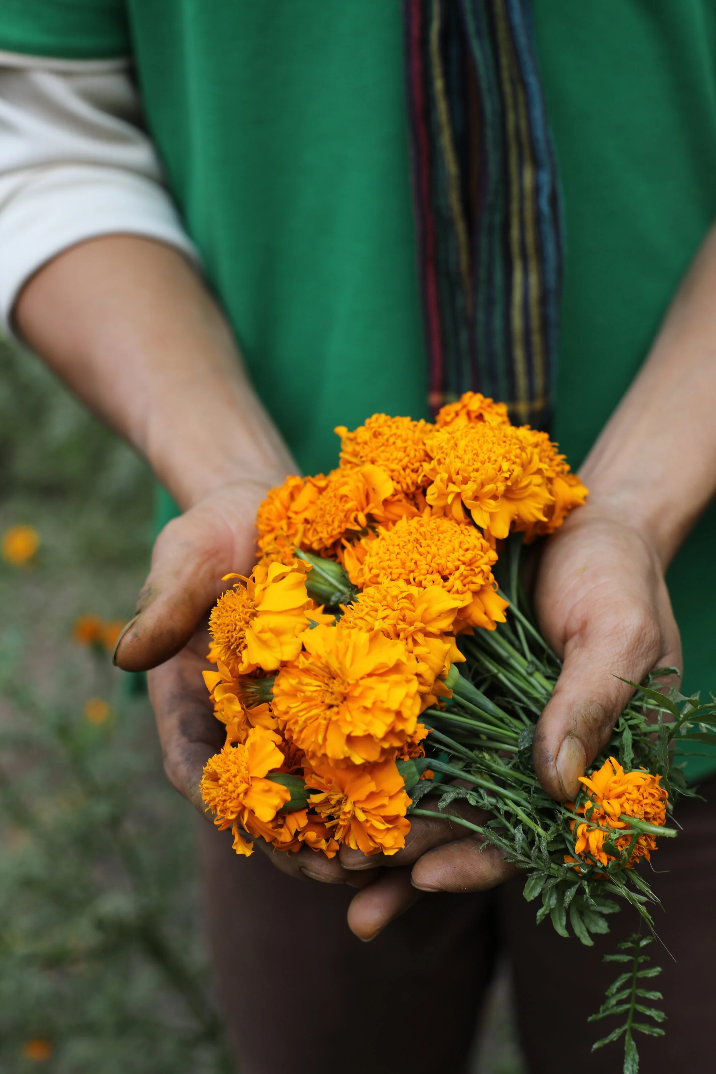 MArigolds in hand.JPG