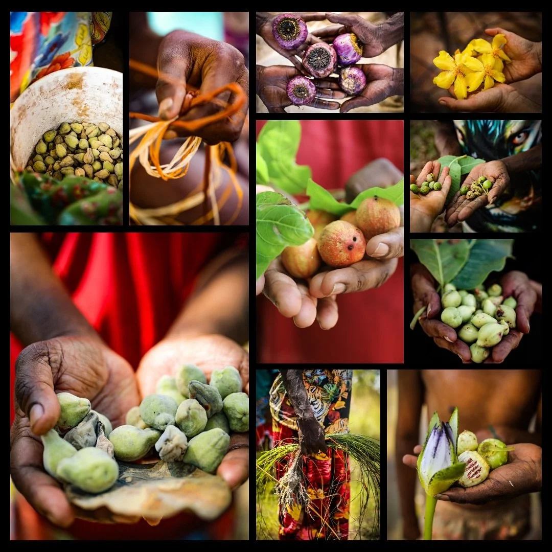 Just a few top end wild native fruits photos I took - popped into a good old grid like it&rsquo;s from the days when insta was photo focused. 

I collaborated with @inspiringnt before my time at Mimal and made a starter education resource for those w