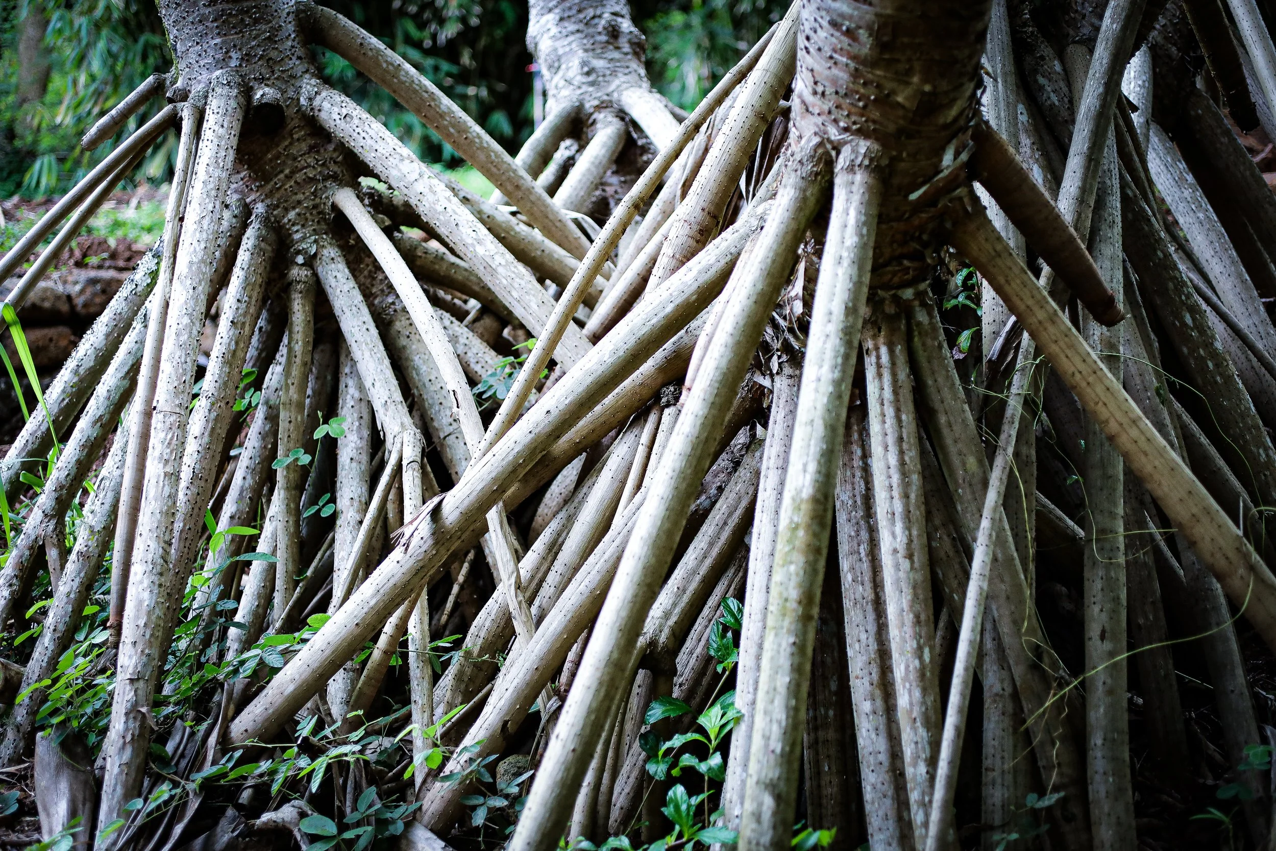 Kauii-5.jpg