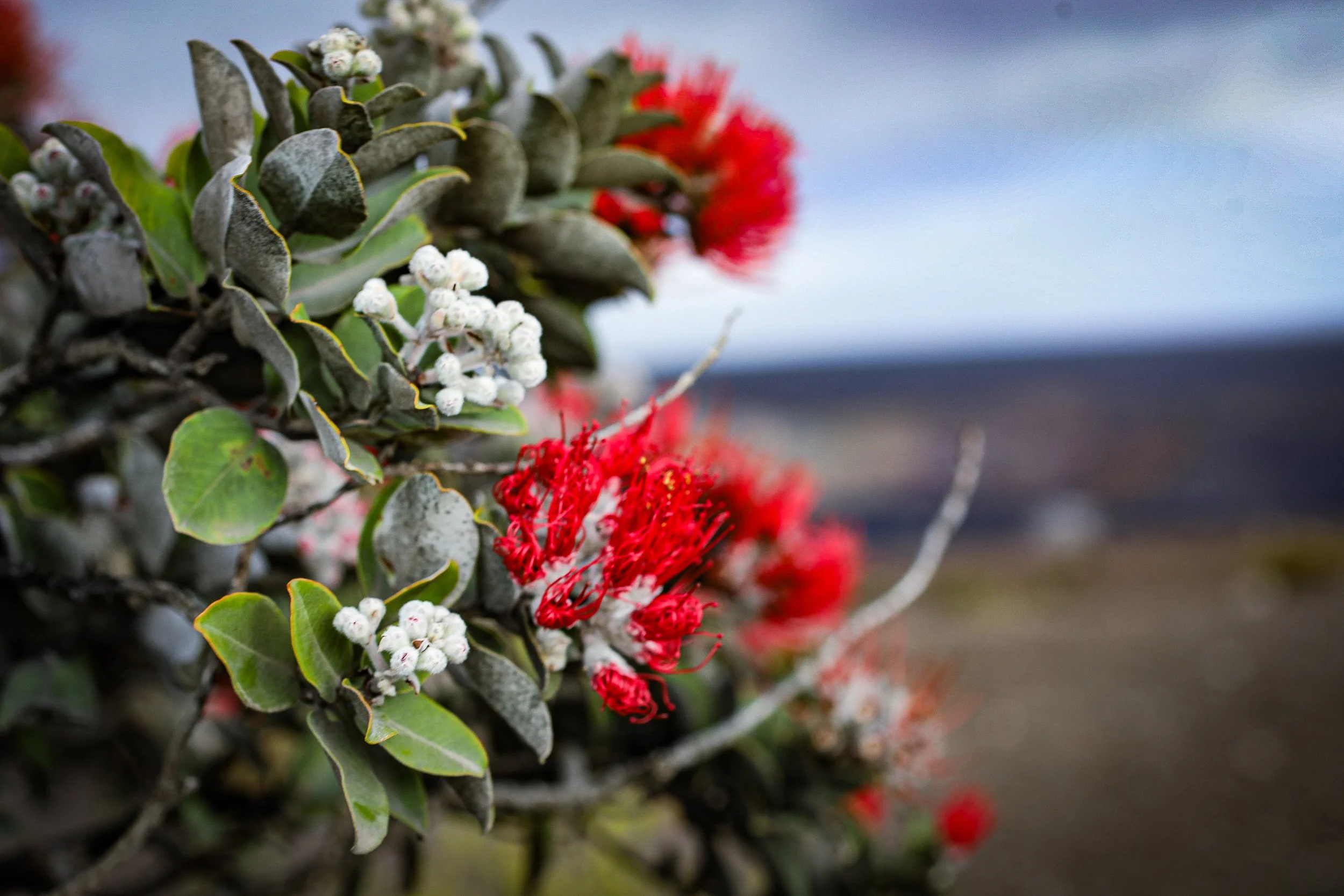 Big Island Lei-7.jpg