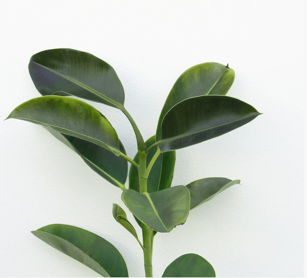 Why I Was Proud of a Fallen Leaf