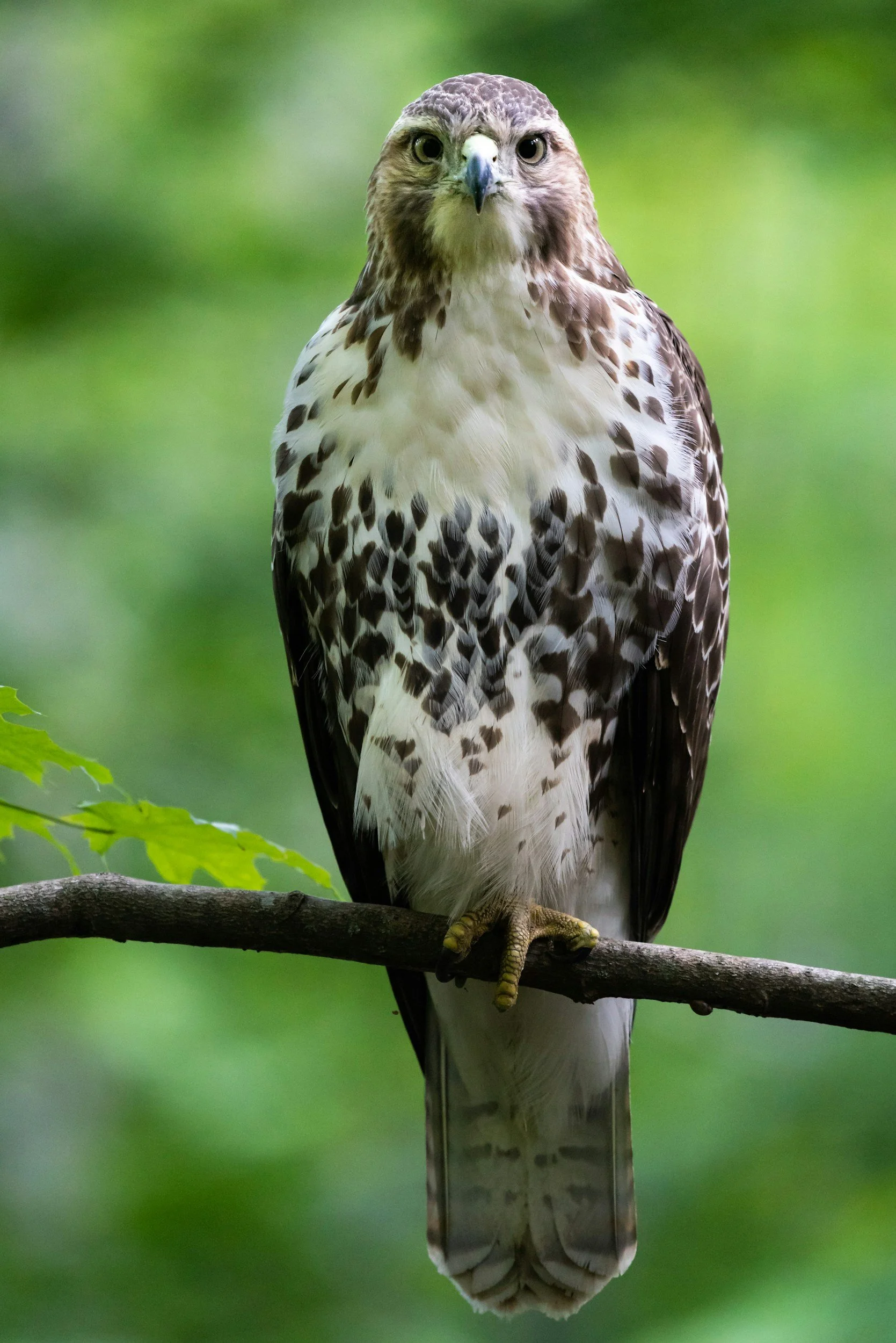 My Conversation with a Hawk… (ok not a real one)
