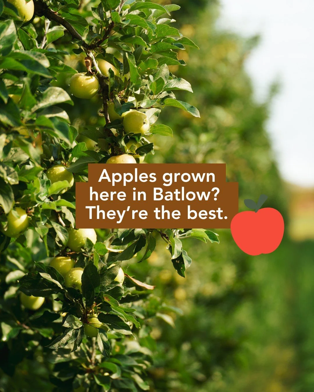 Here&rsquo;s the thing about Batlow apples, they don&rsquo;t just grow anywhere.

They thrive in our crisp mountain climate. Cold nights, cool air, rich soil and a long history of growing the good stuff.

They&rsquo;re firm. Flavour-packed. And the r