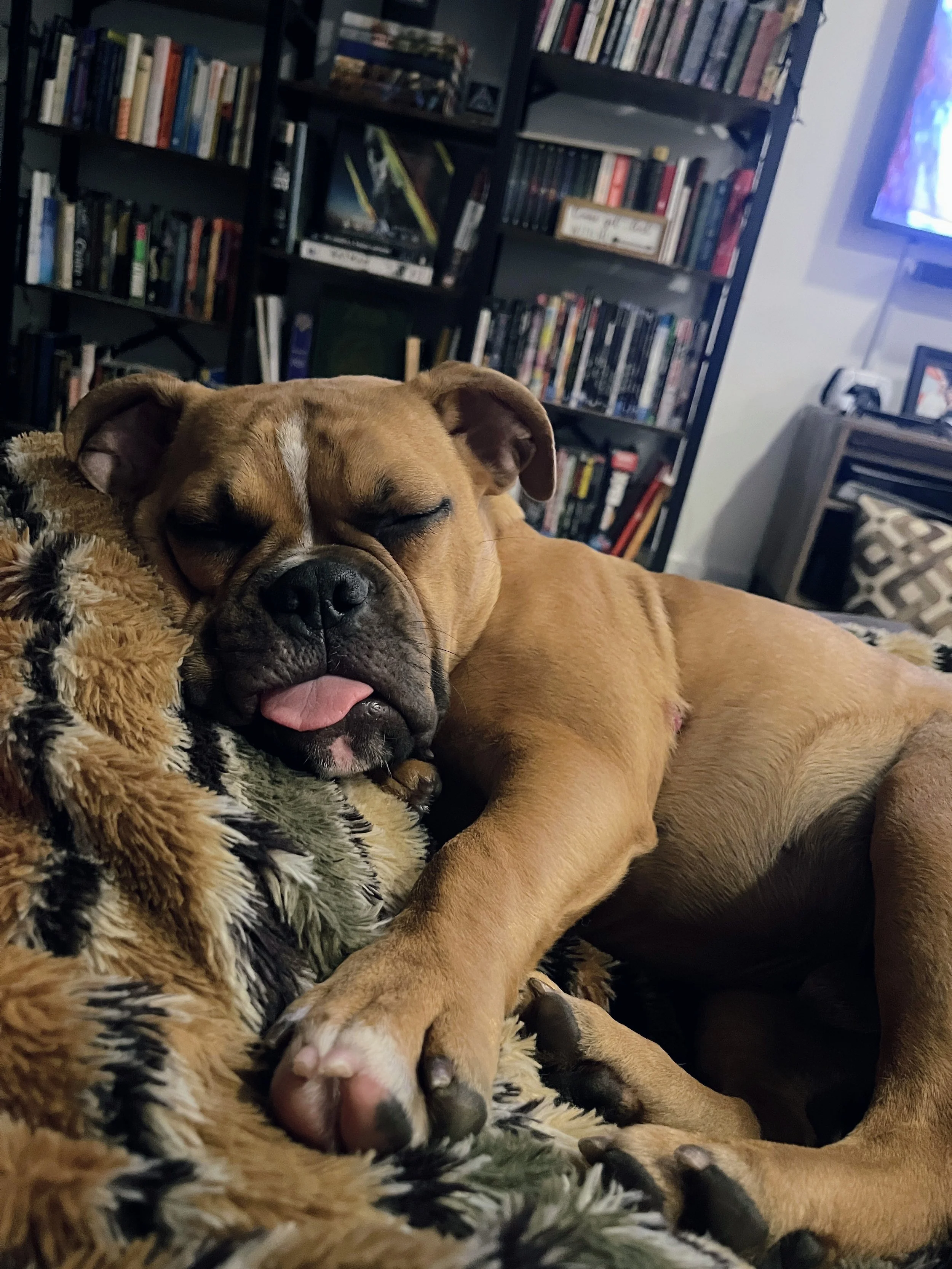 Cuddling with my bulldog, Frankie